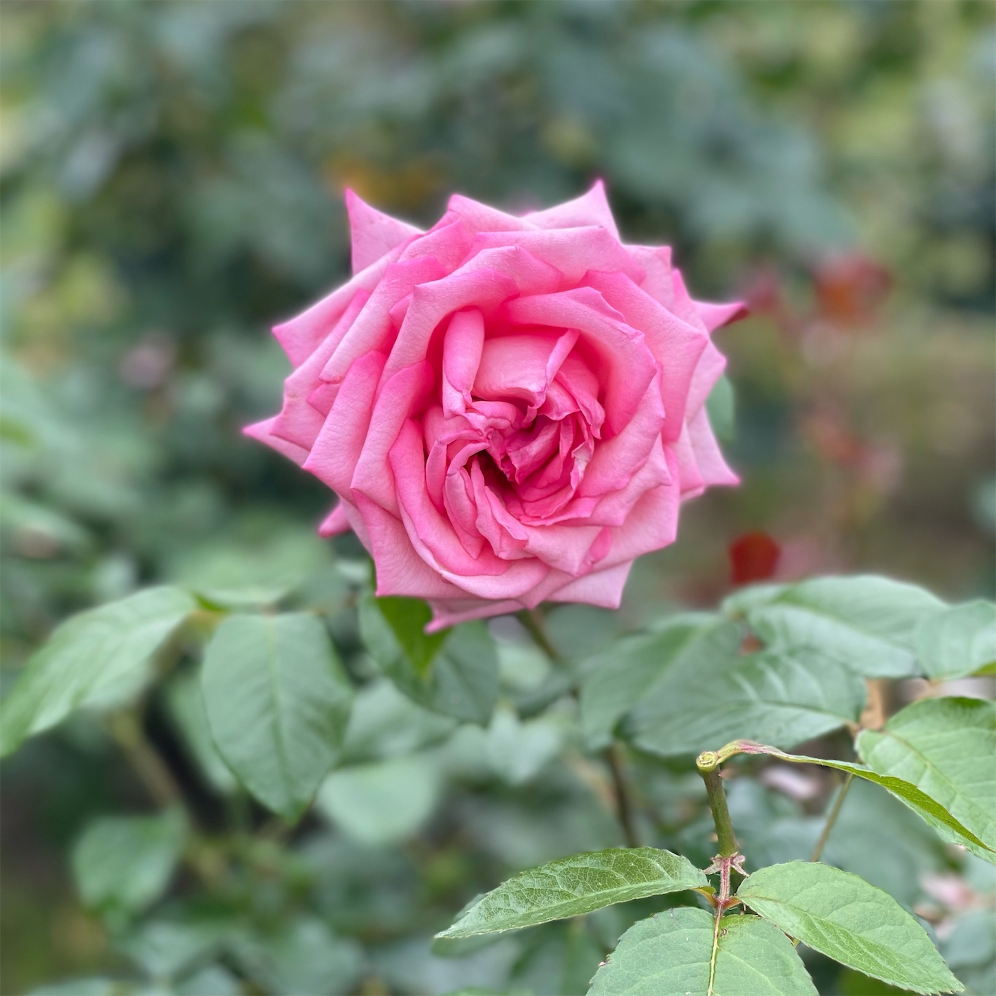 薔薇