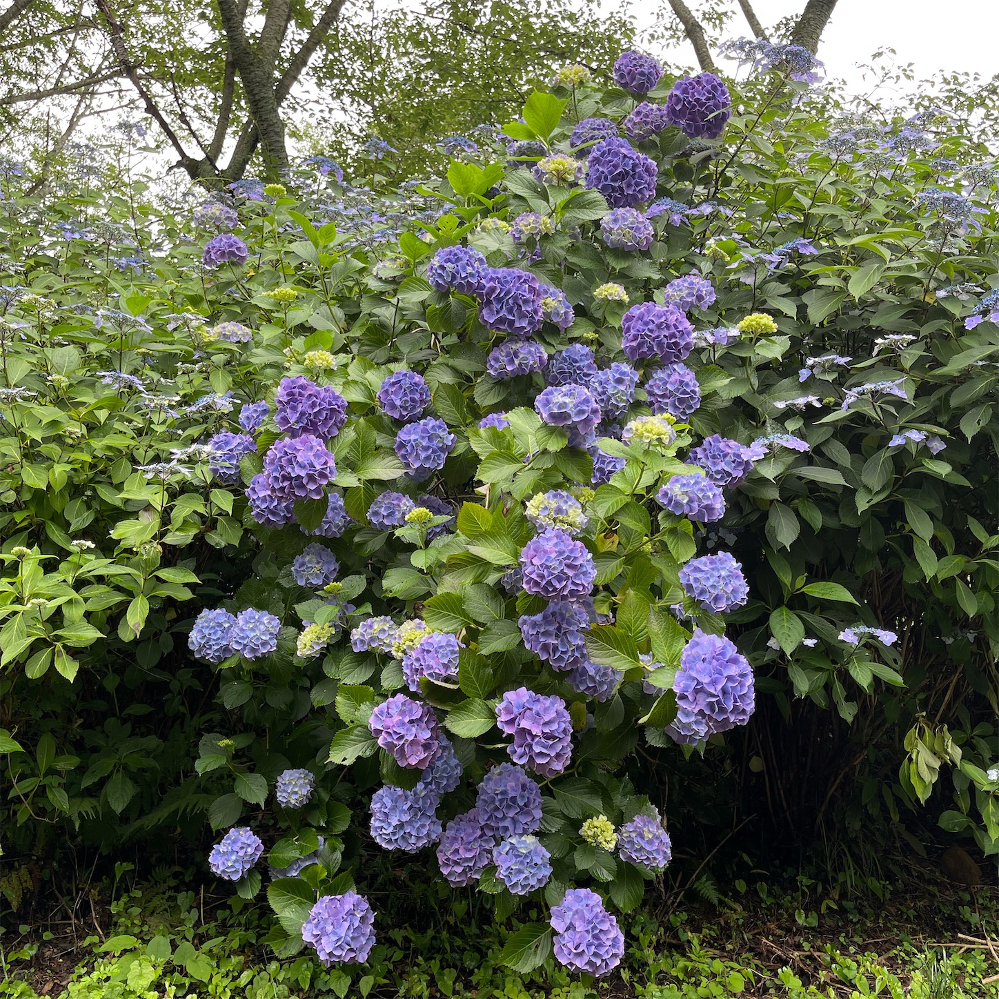 ぬかた園地の青い紫陽花