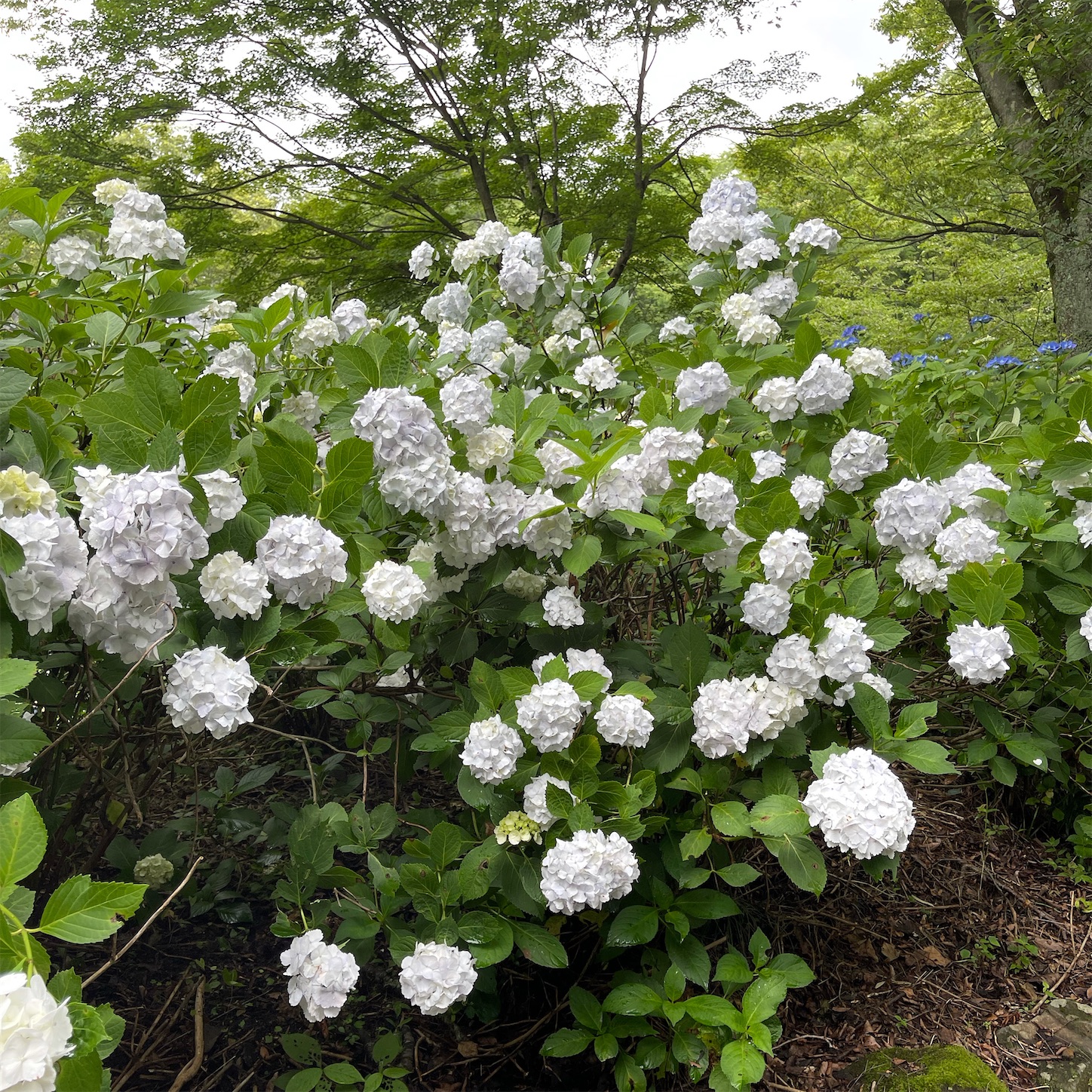 ぬかた園地の白い紫陽花