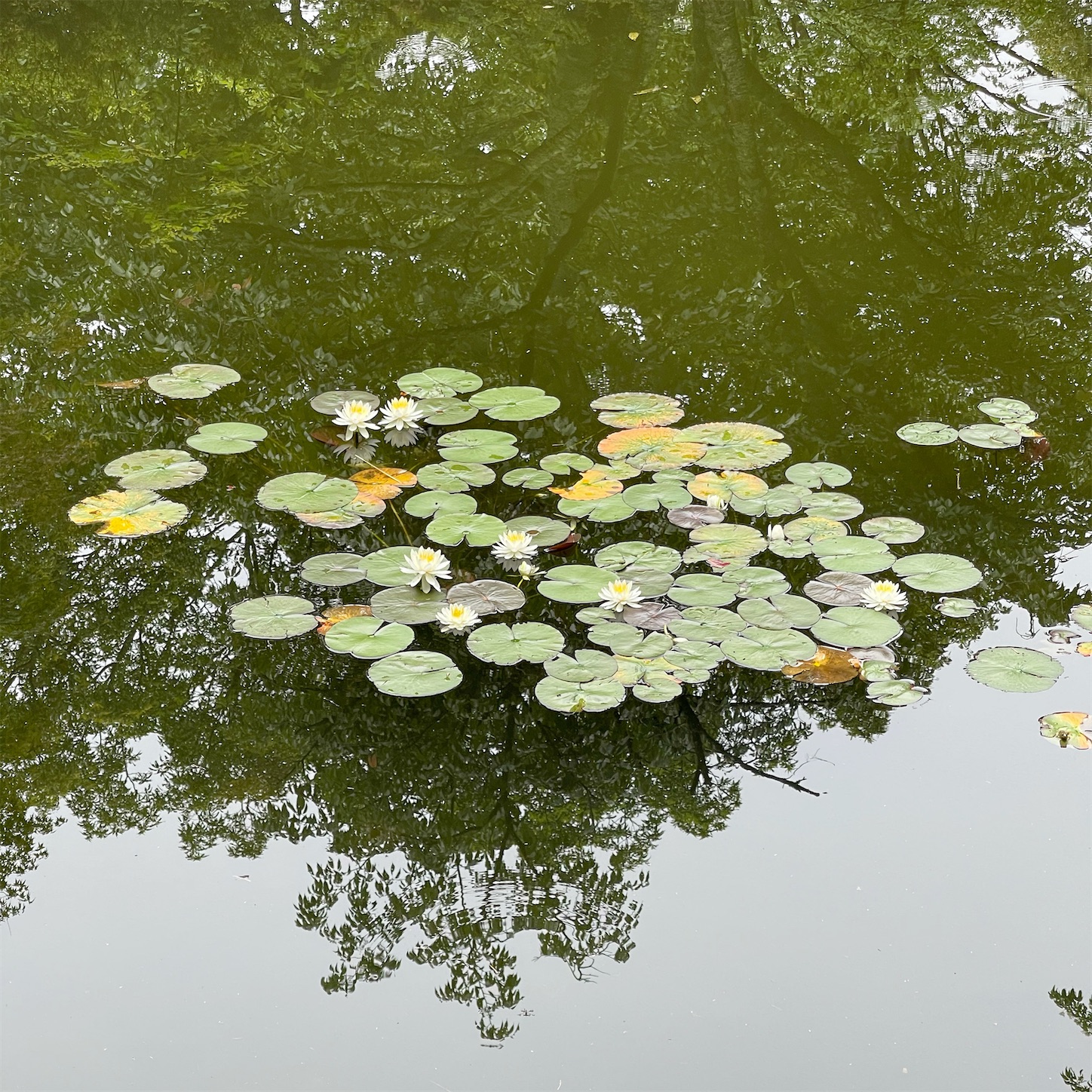 どんぐり池の睡蓮