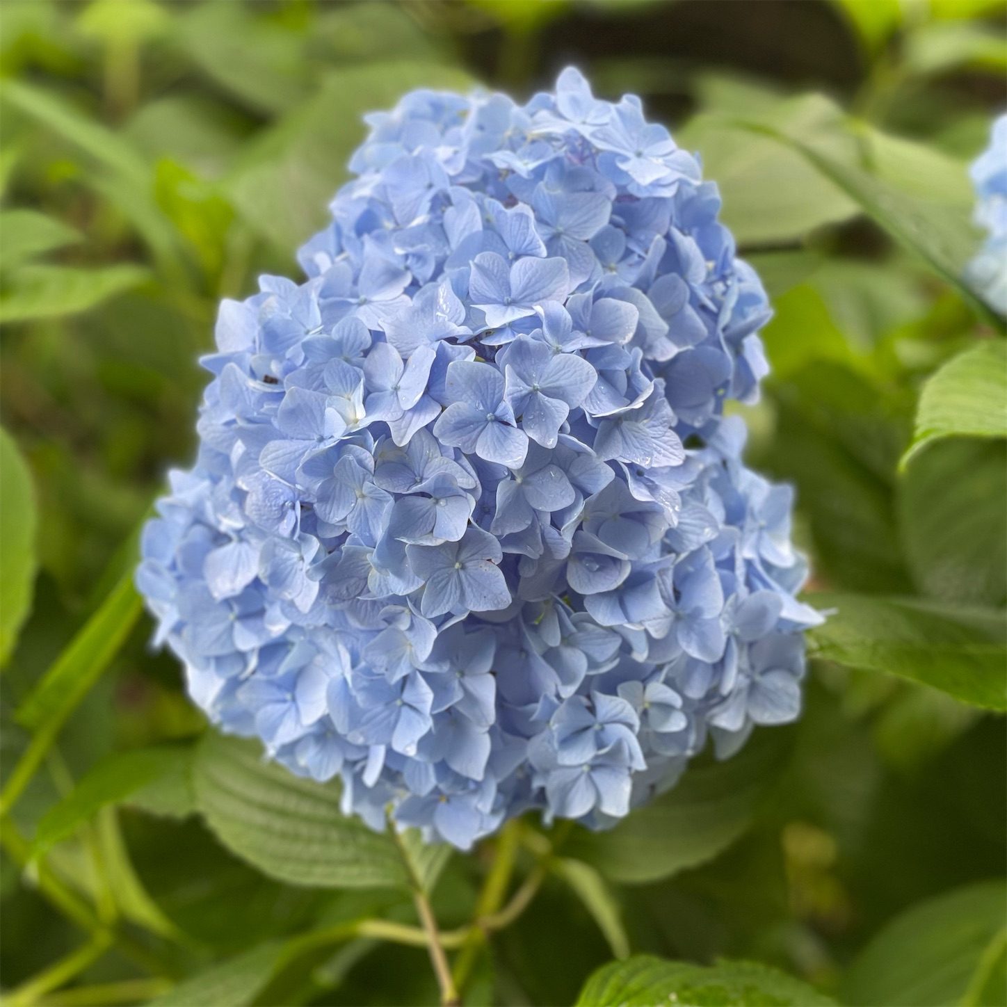 ポートレートモードで撮影した紫陽花
