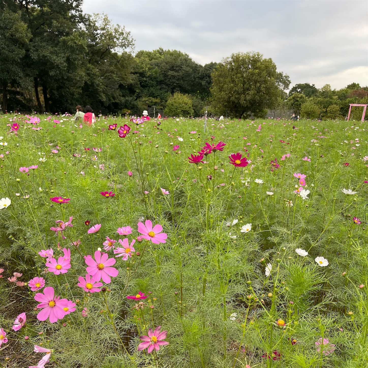 長居植物園の秋桜（コスモス）