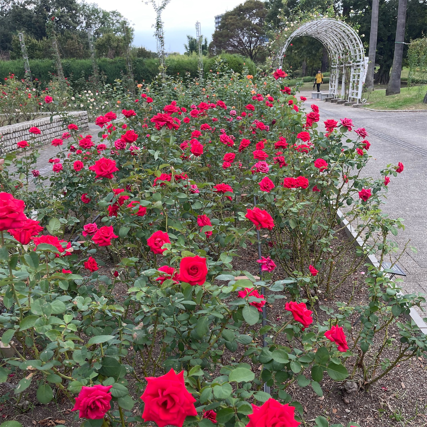 長居植物園のバラ園