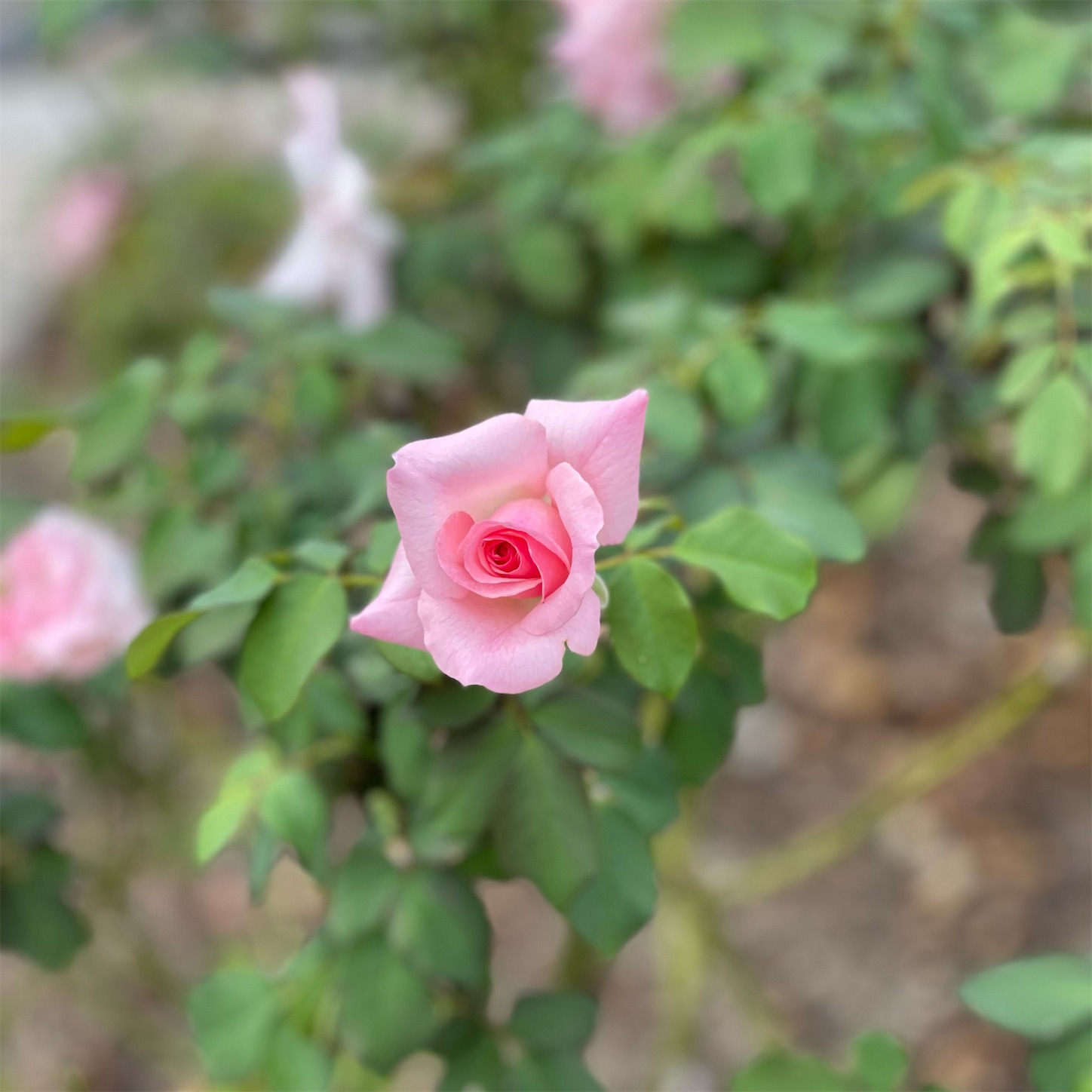 長居植物園のバラ