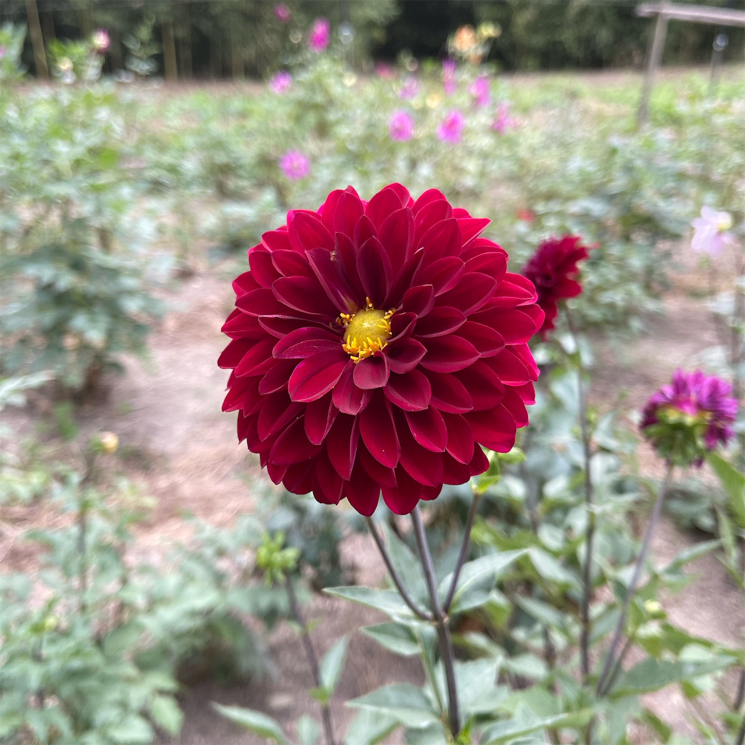 長居植物園のダリア