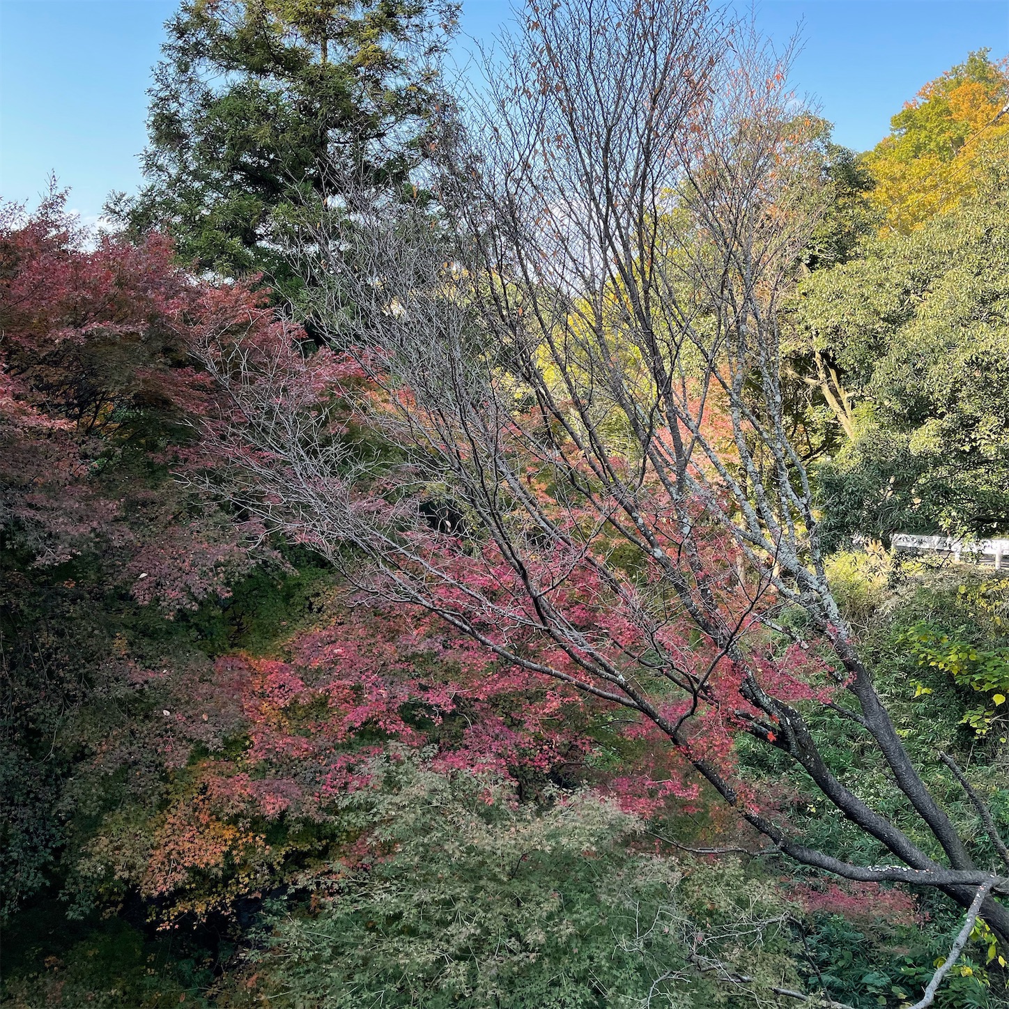 枚岡公園の紅葉