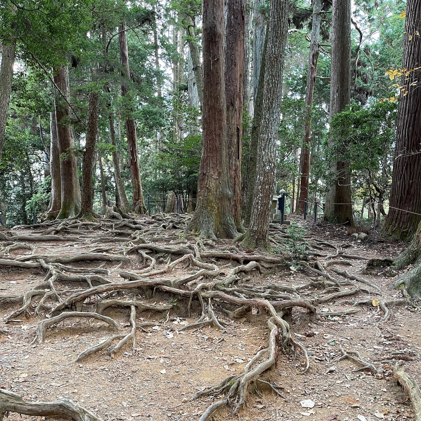 鞍馬寺の木の根道