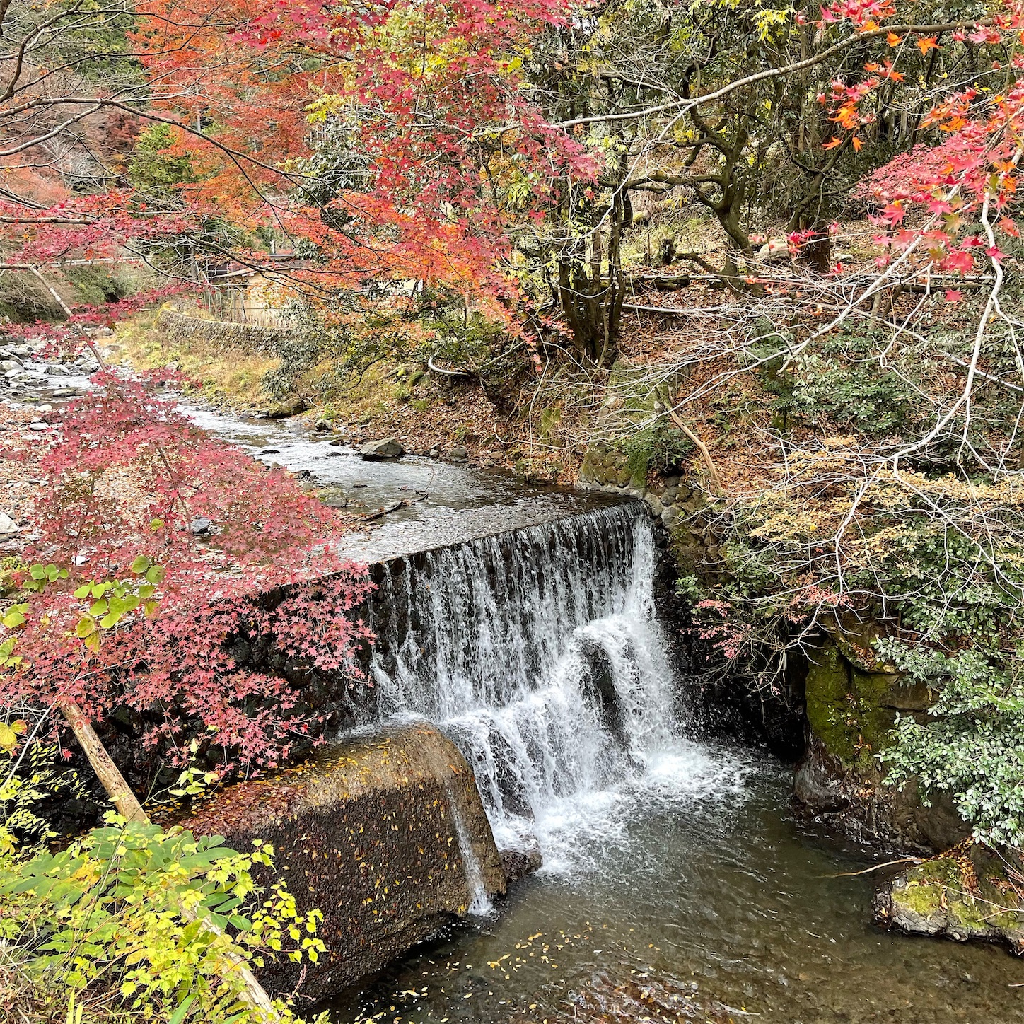 貴船川沿いの紅葉