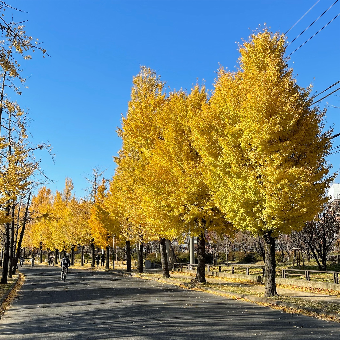 大阪城公園のいちょう並木