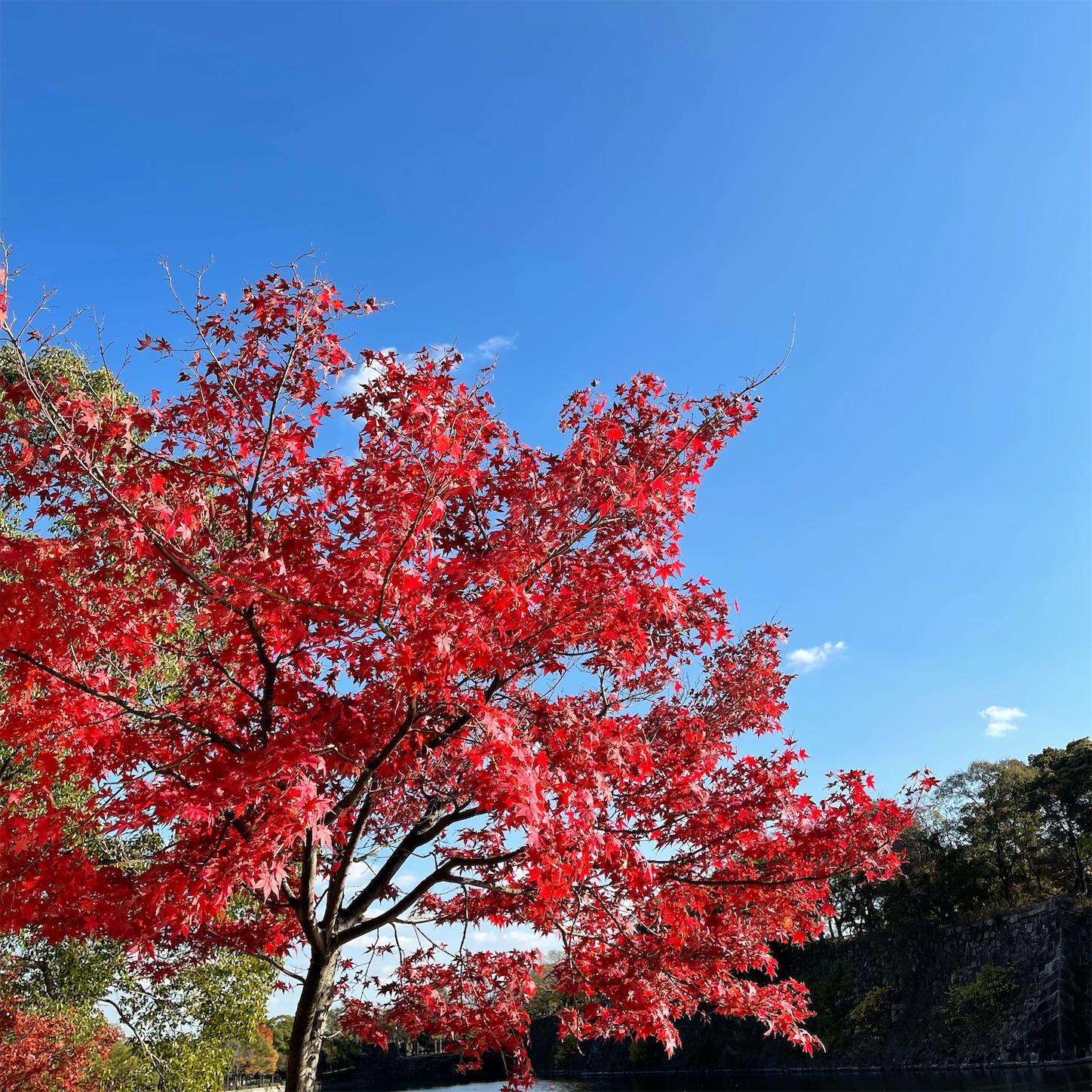 大阪城公園の紅葉