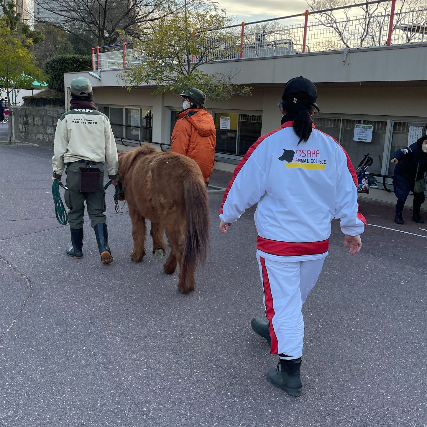 天王寺動物園のノマウマ（野間馬）