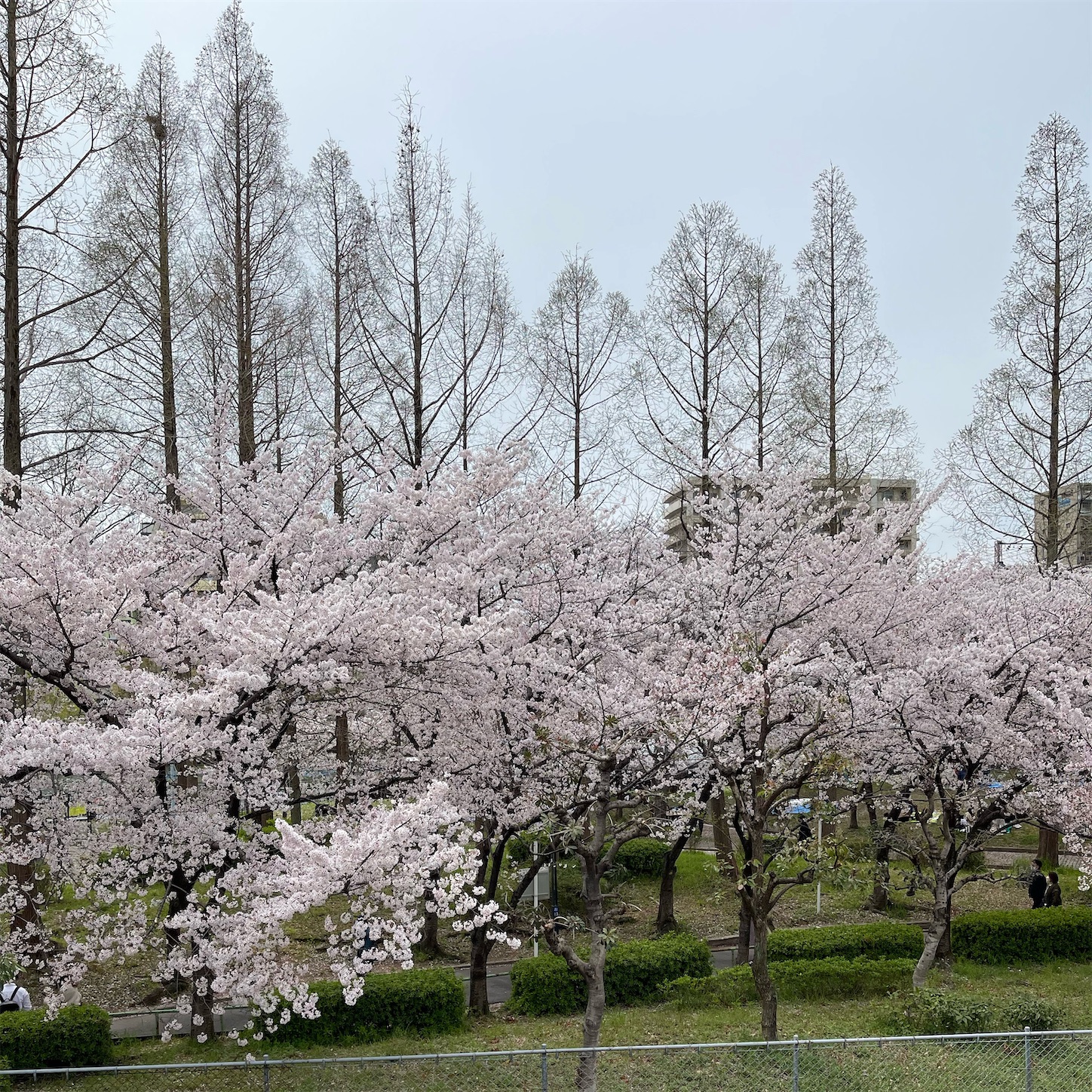 桜ノ宮駅前の桜