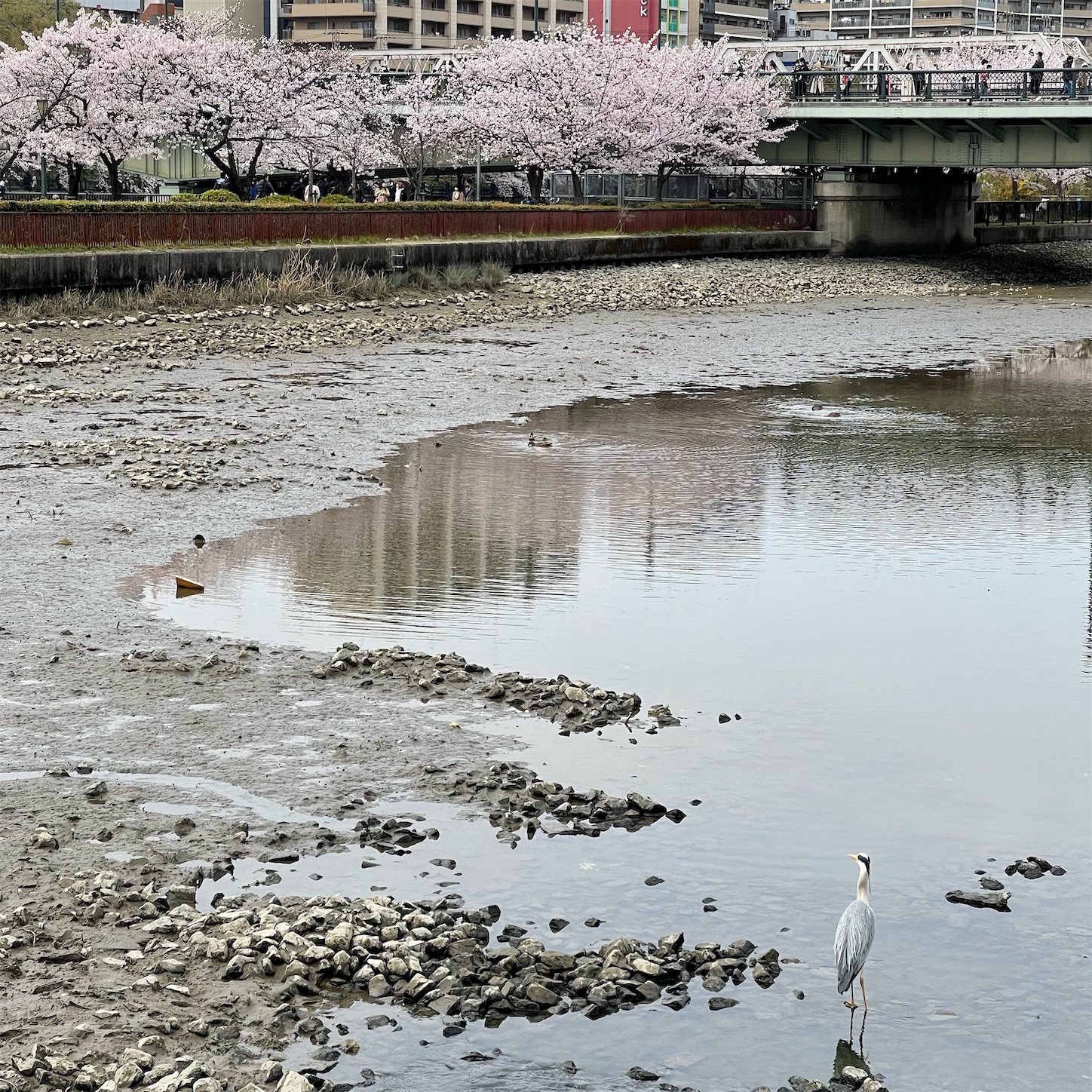 大川の桜と鳥