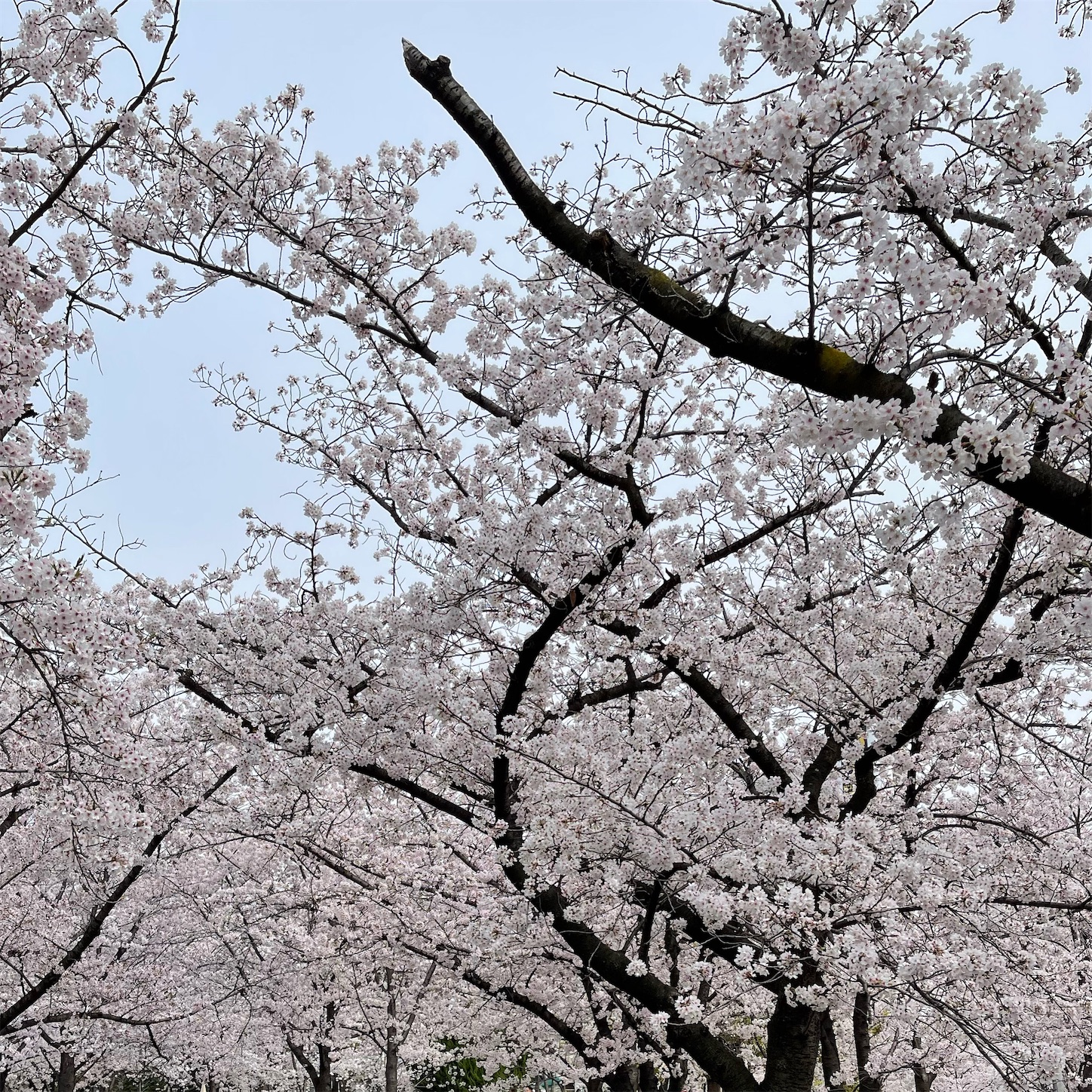 毛馬桜之宮公園の桜