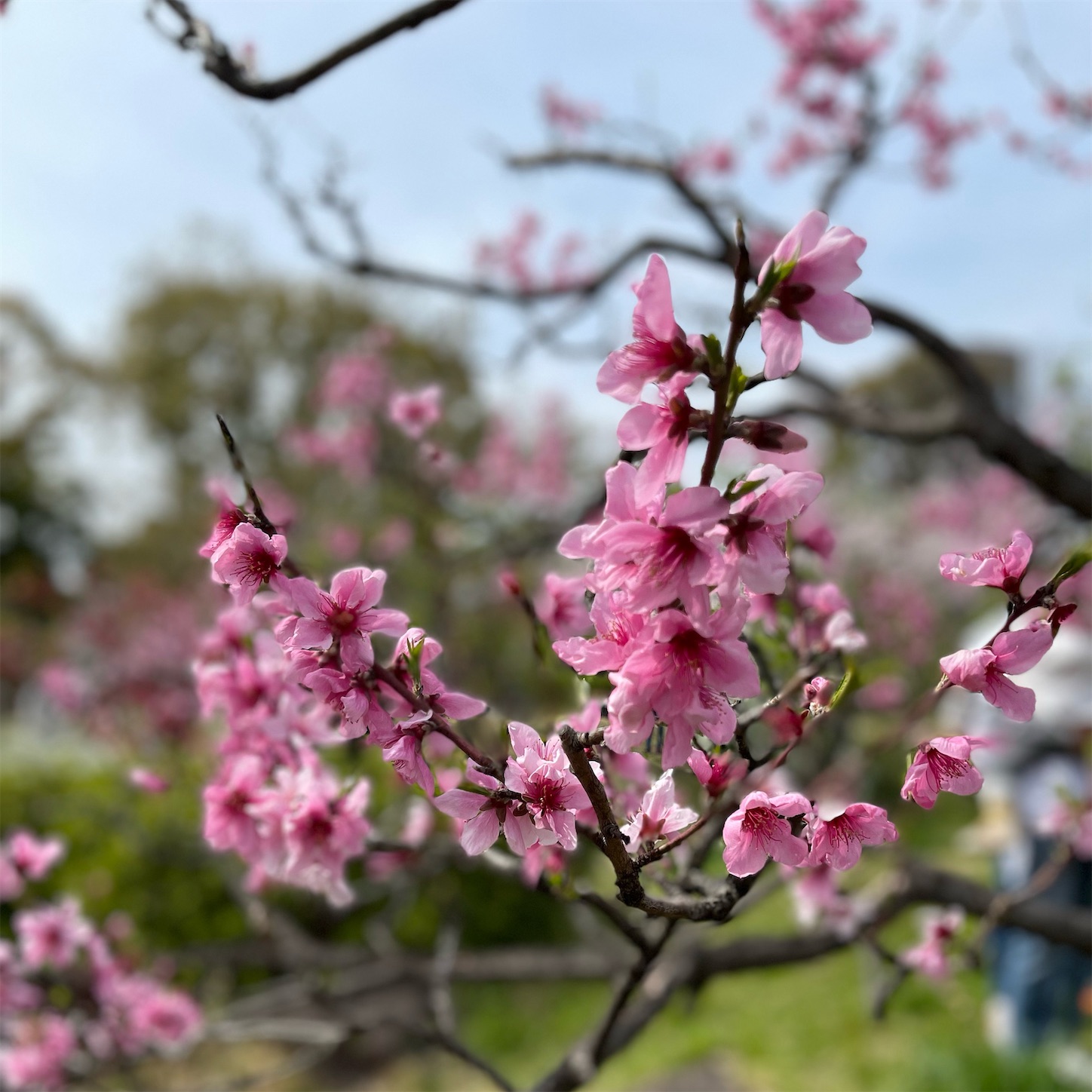 藤田邸跡公園の桜