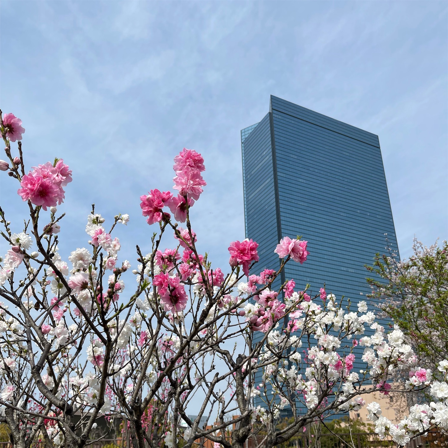 大阪城桃園の桃