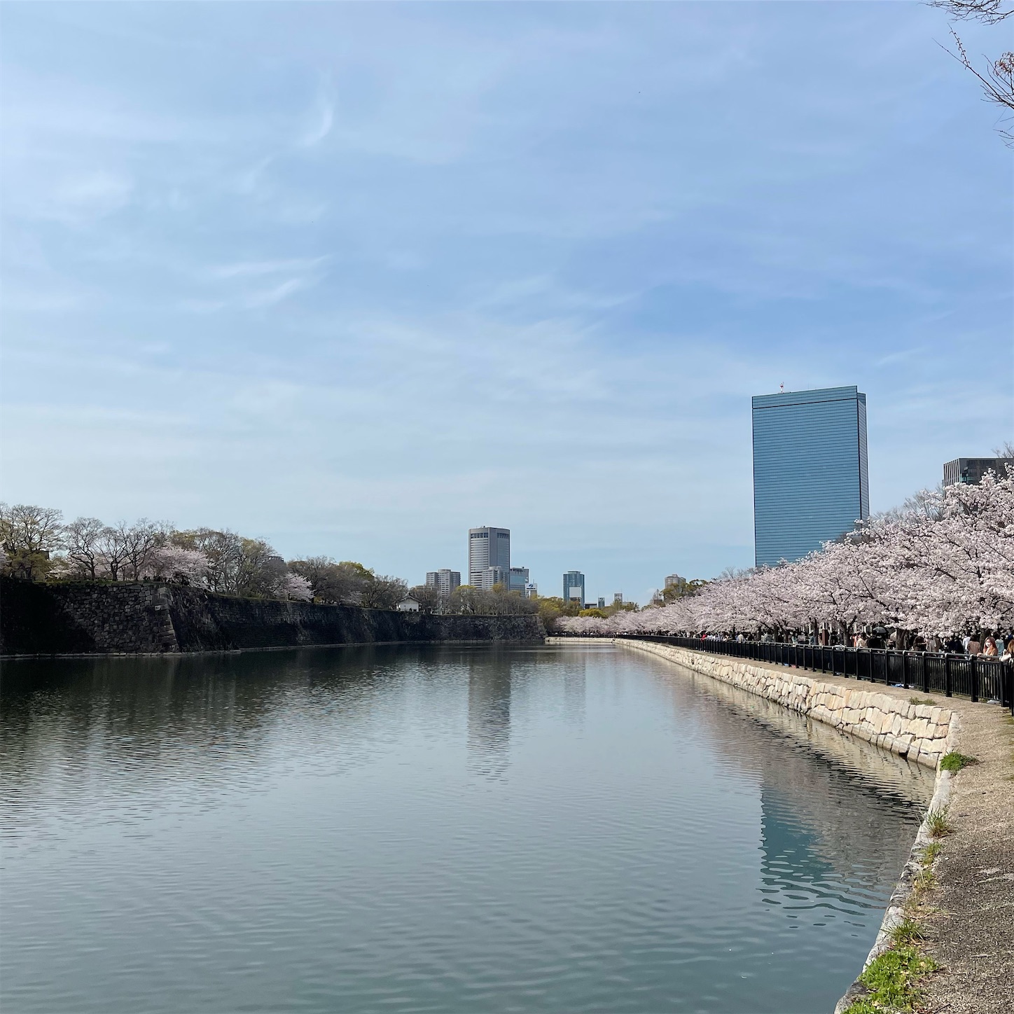 大阪城東外堀の桜