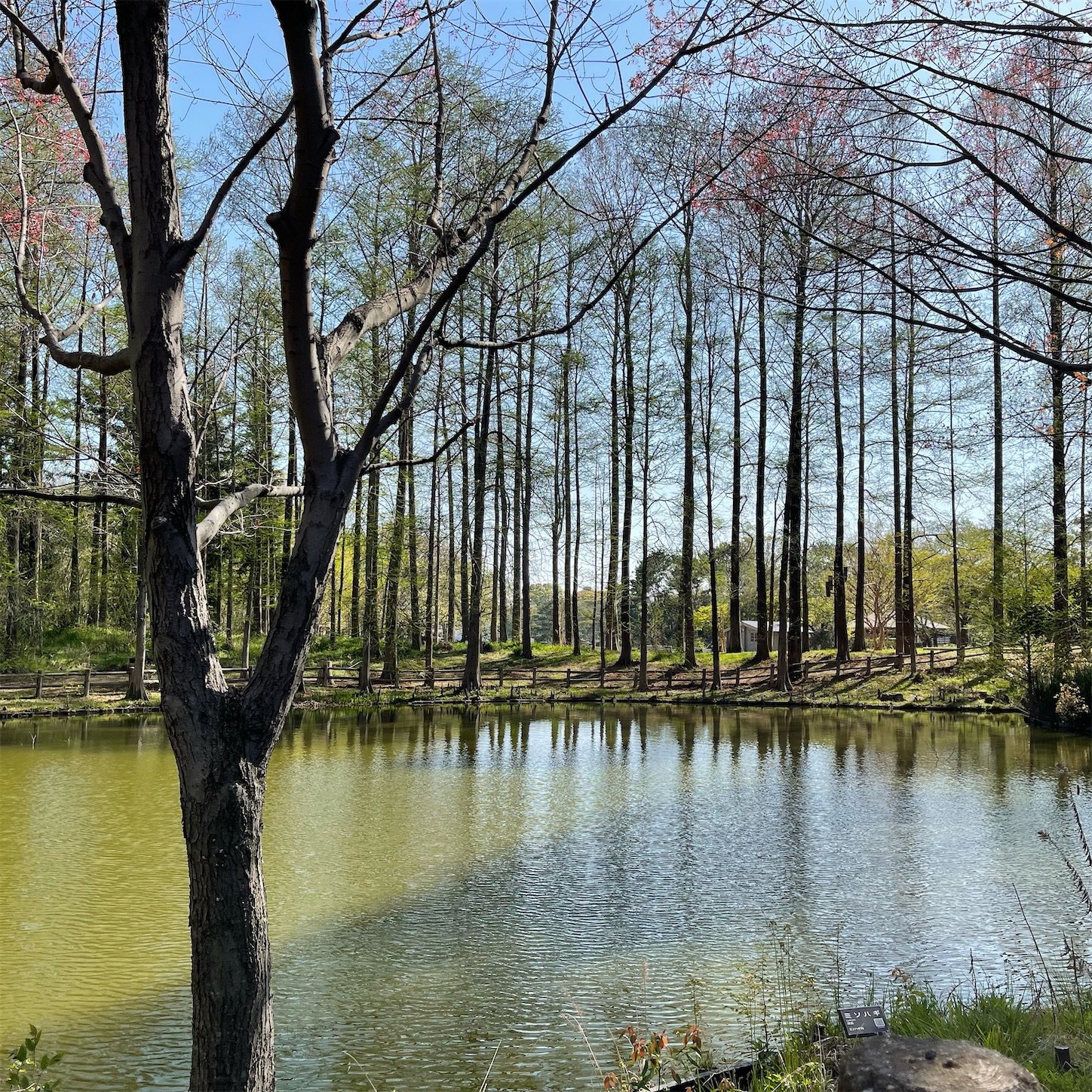 伐採されてすっきりした長居植物園の林 伐採されてすっきりした長居植物園の林