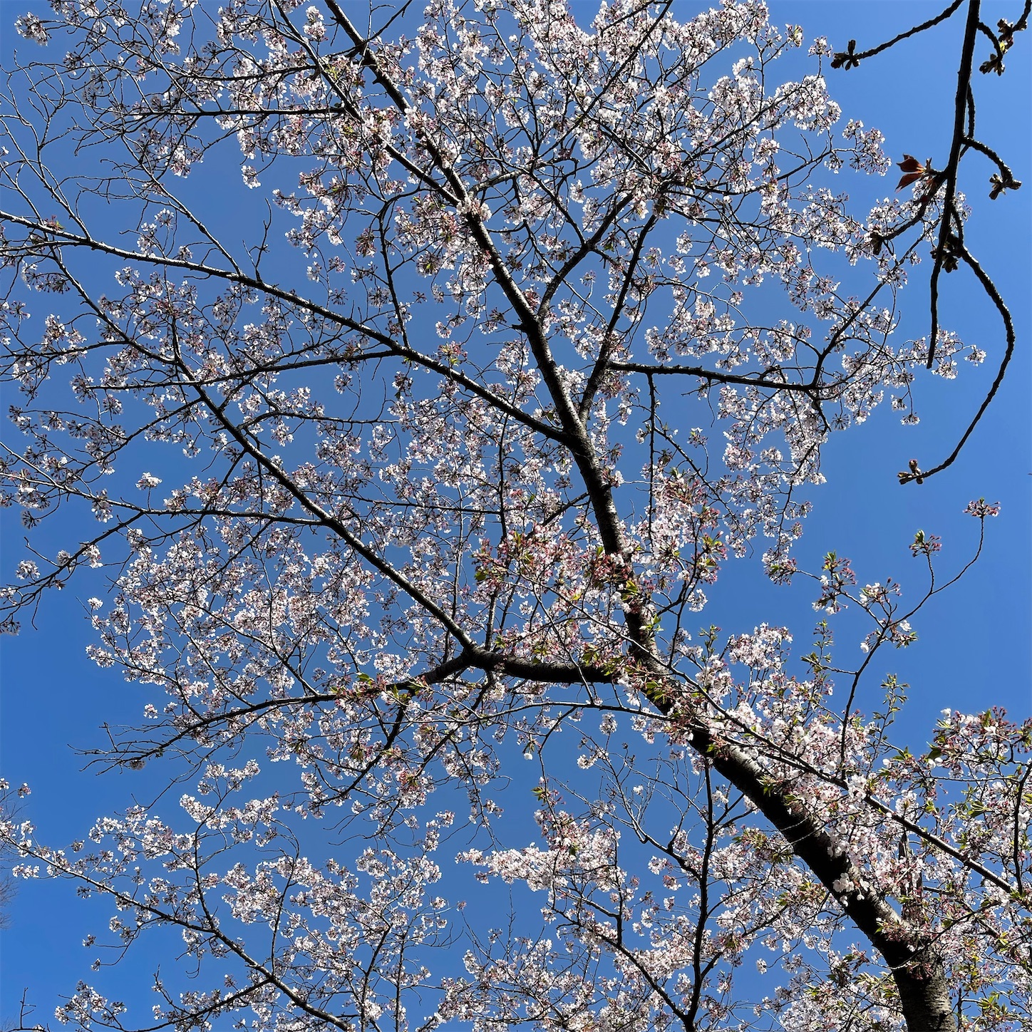長居植物園の桜と青空 長居植物園の桜と青空