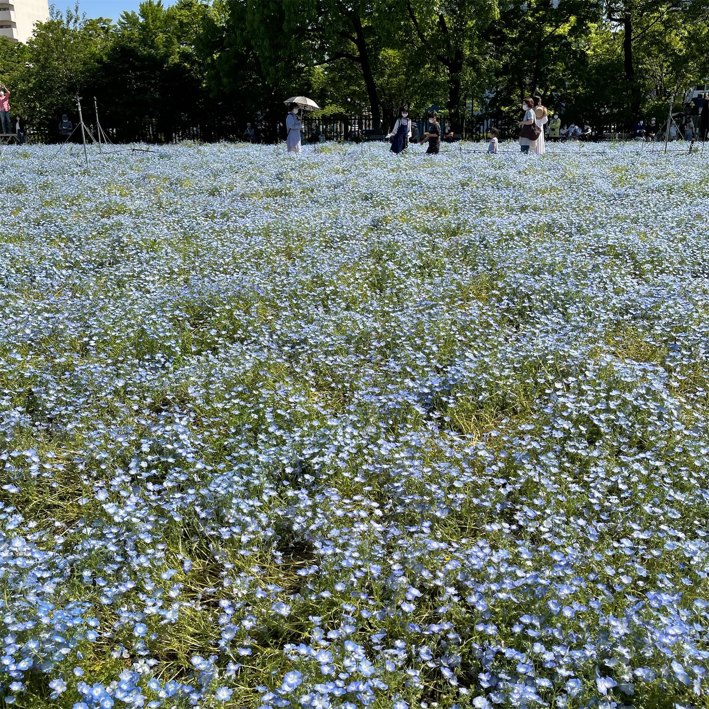 長居植物園のネモフィラ畑