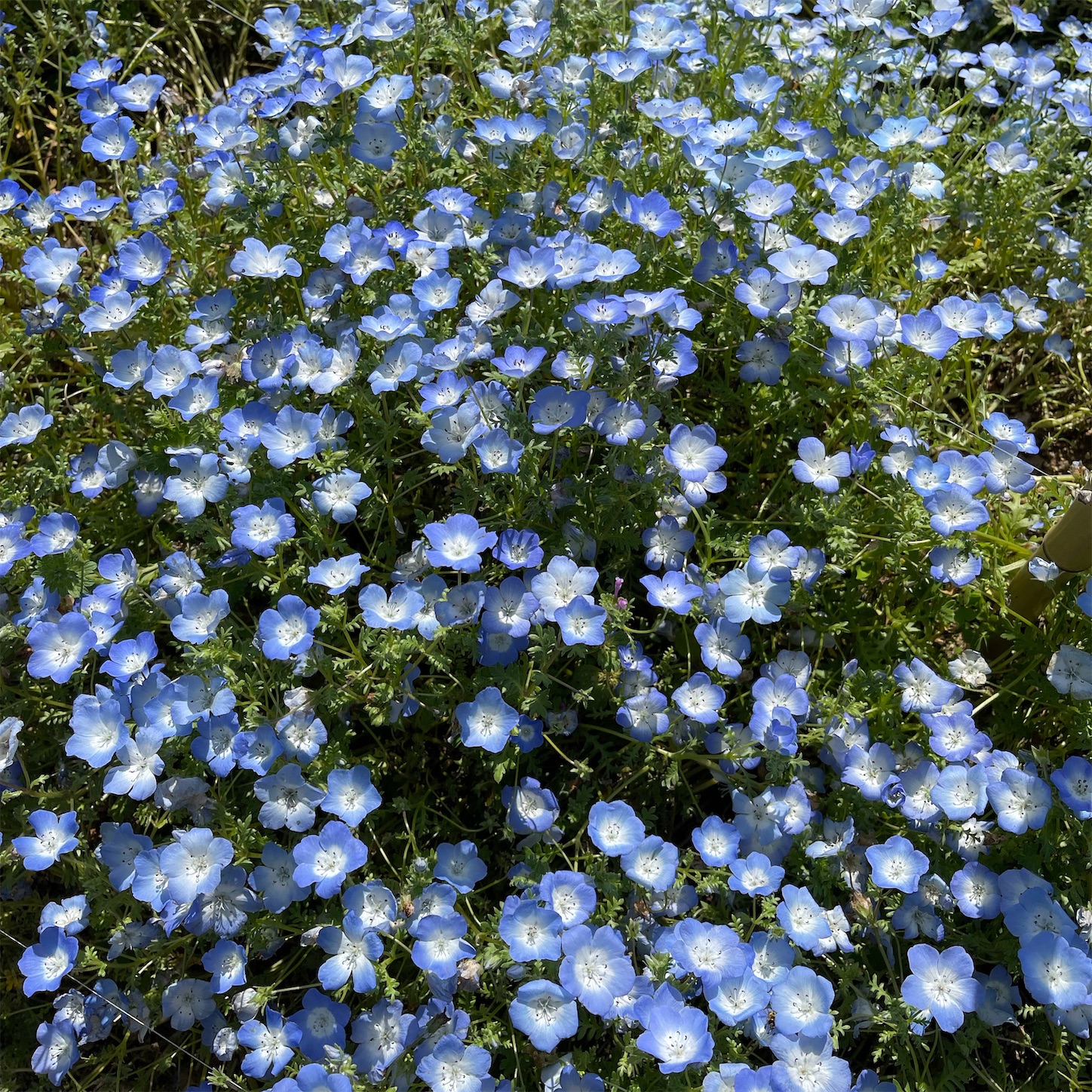 長居植物園のネモフィラ