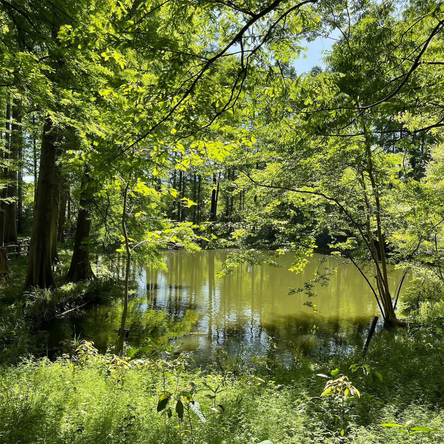 長居植物園の小池周辺