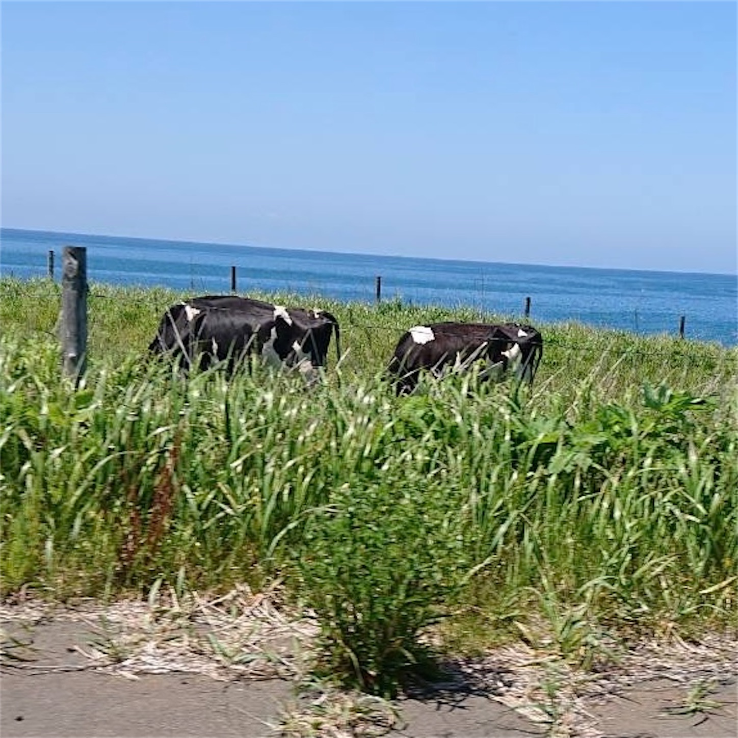 道沿いの牧場