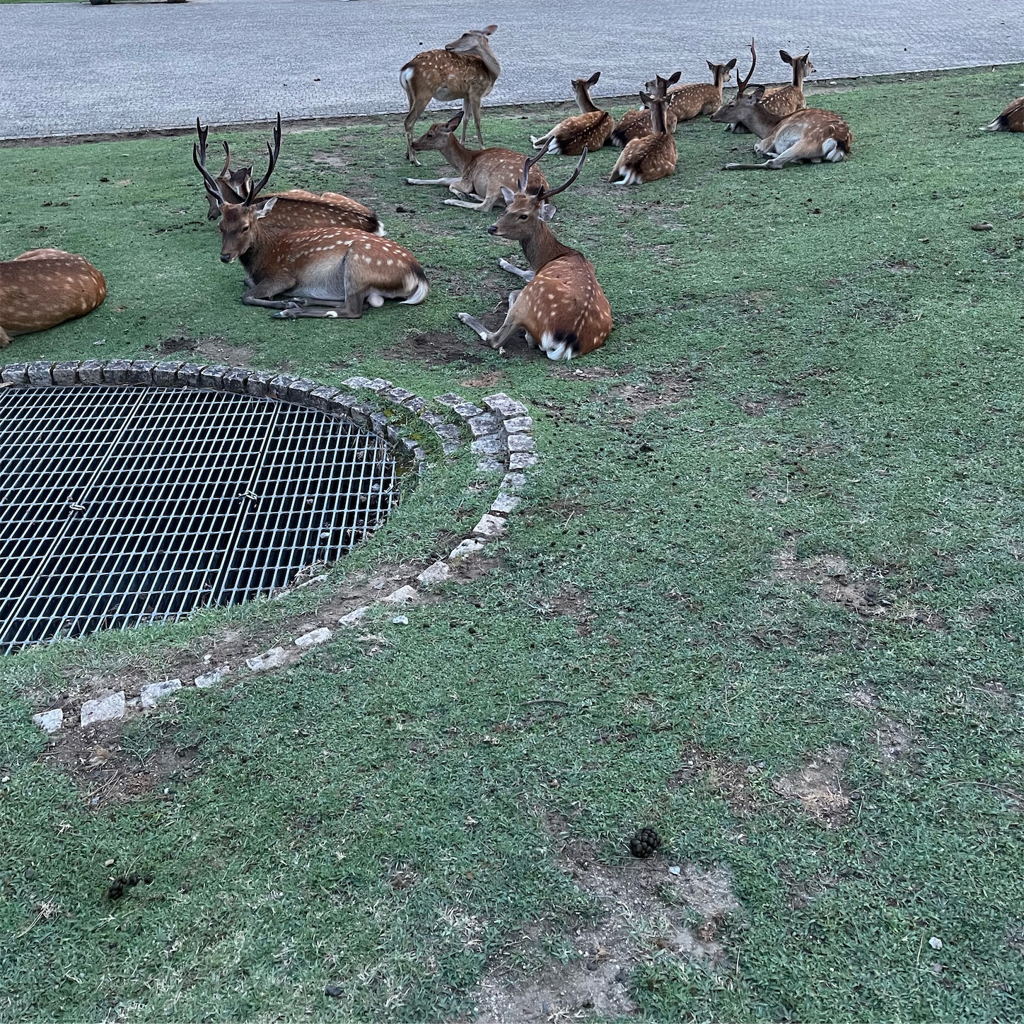 奈良名物鹿だまり