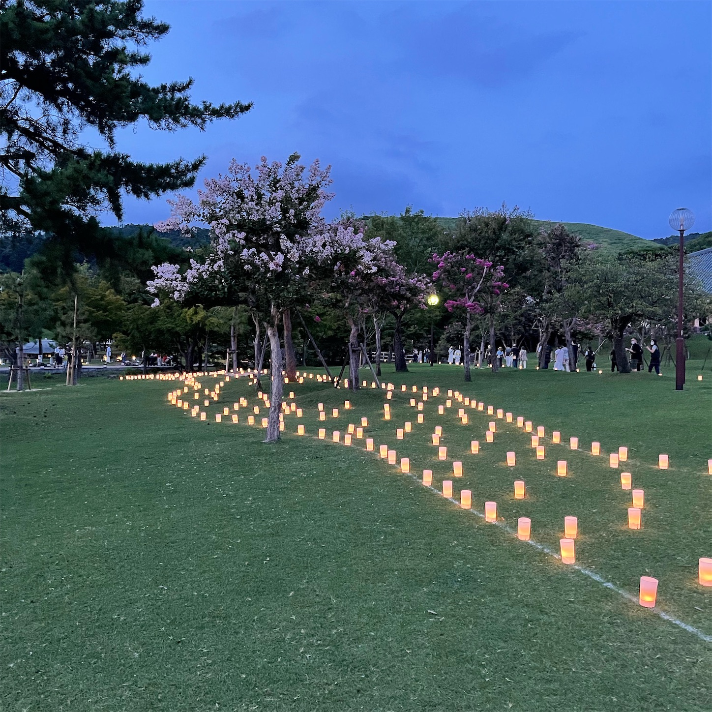 若草山と奈良公園の灯り