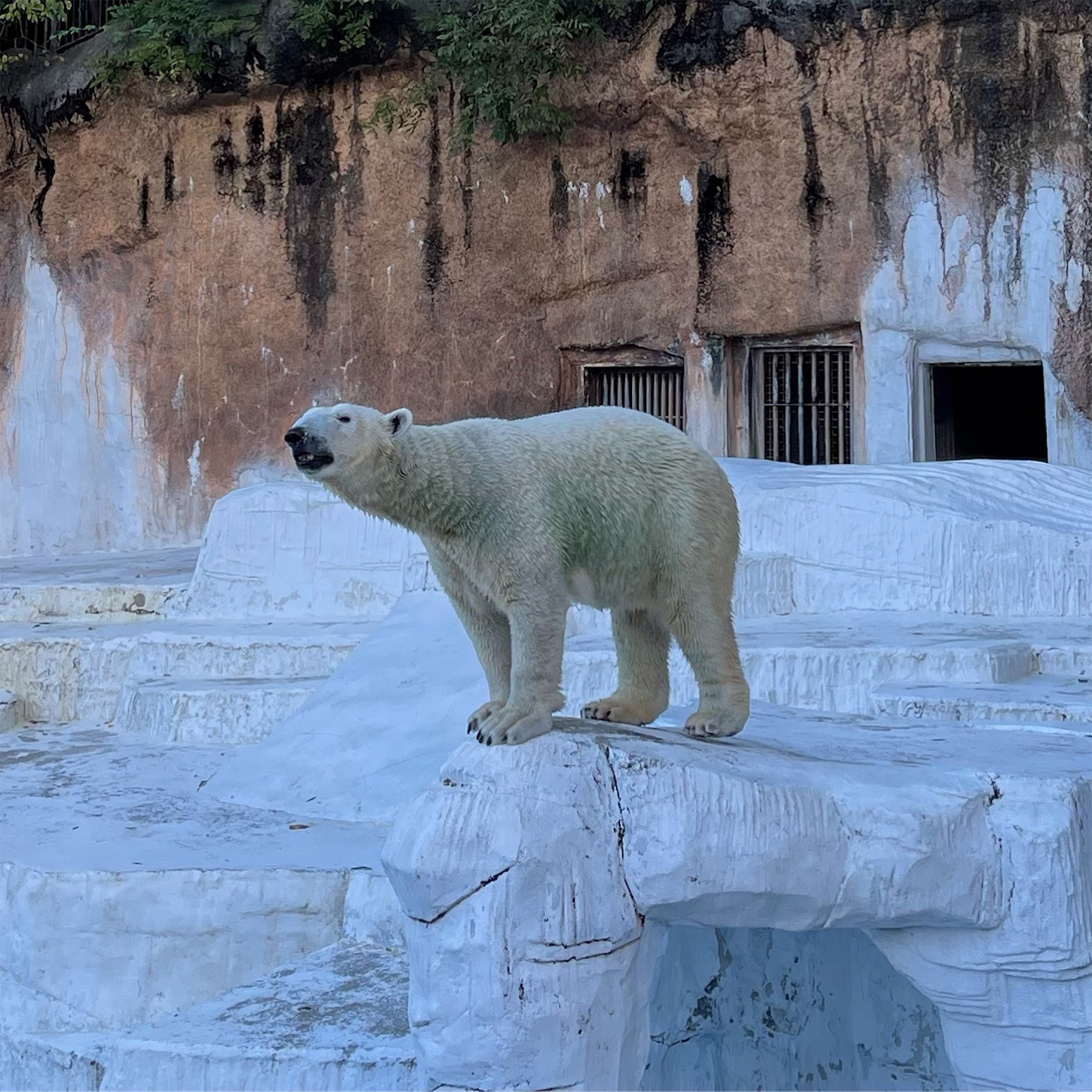 天王寺動物園のホッキョクグマ