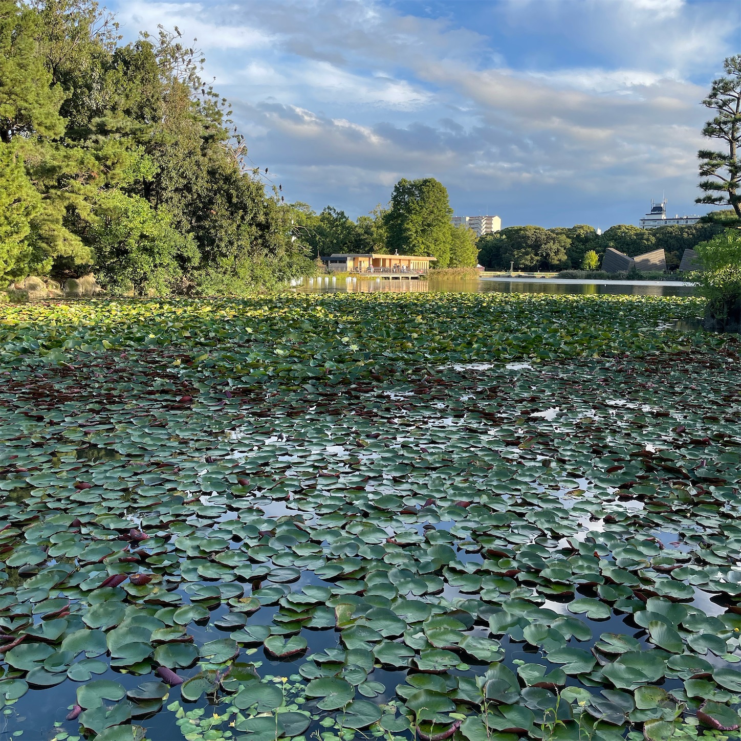 長居植物園の大池のスイレン