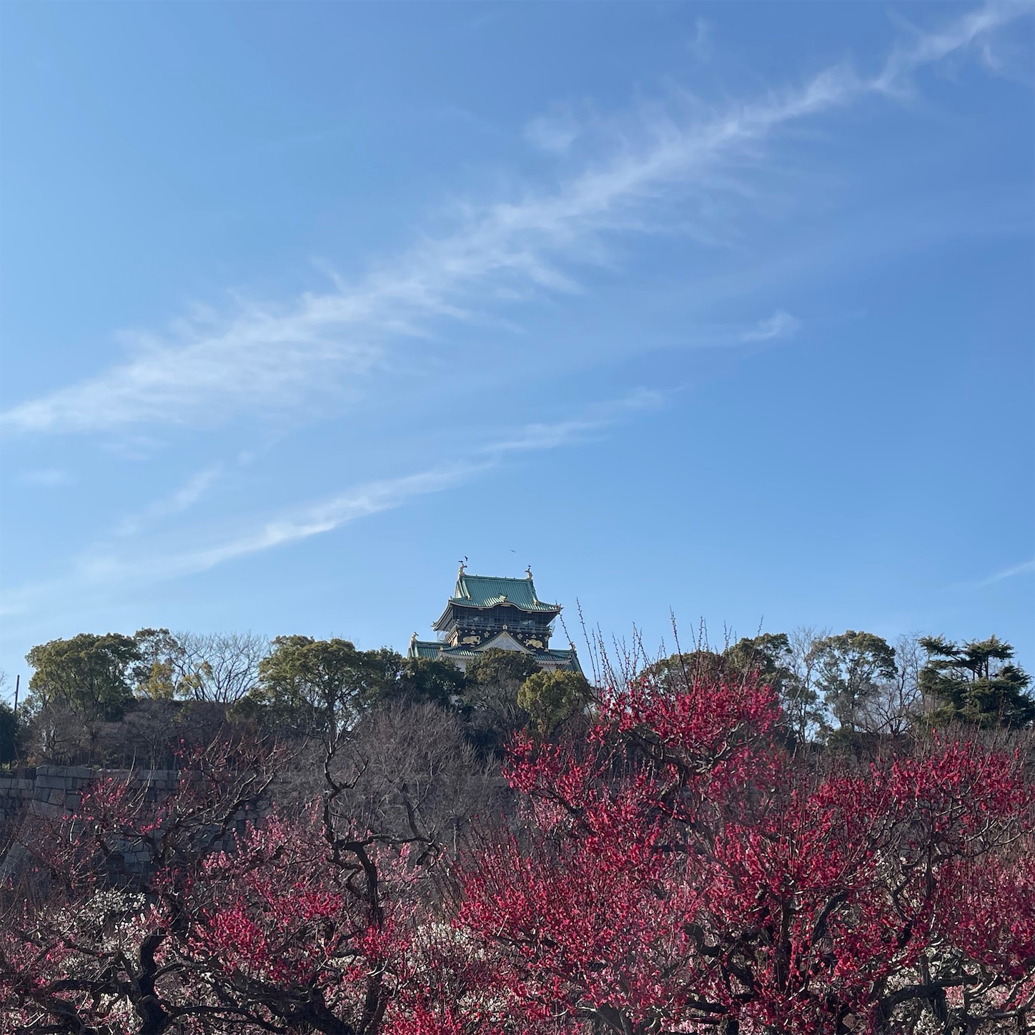 大阪城天守閣と梅