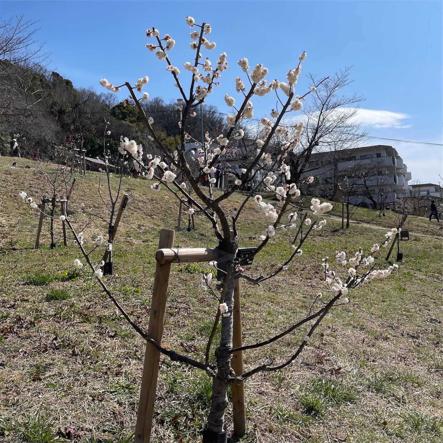 枚岡梅林の梅