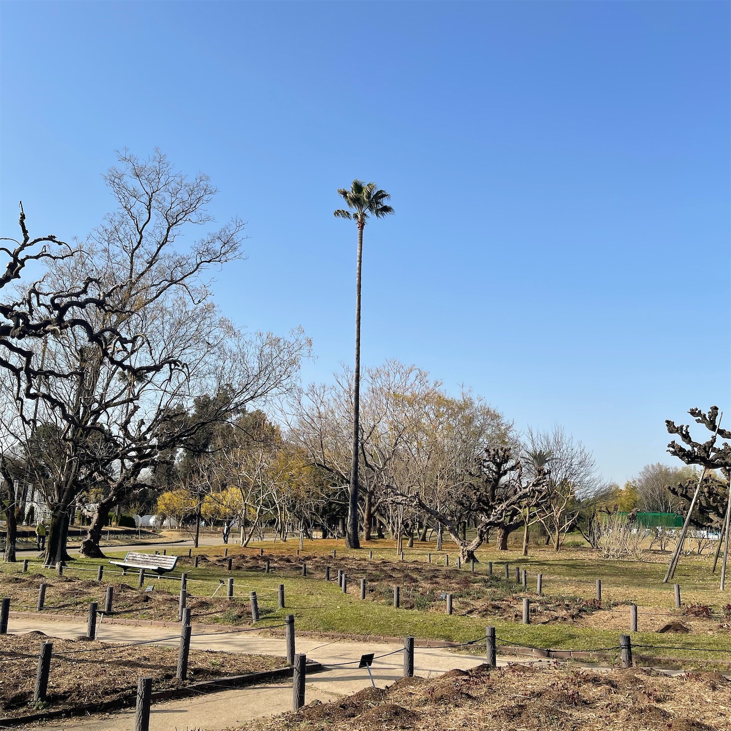 長居植物園のワシントンヤシ