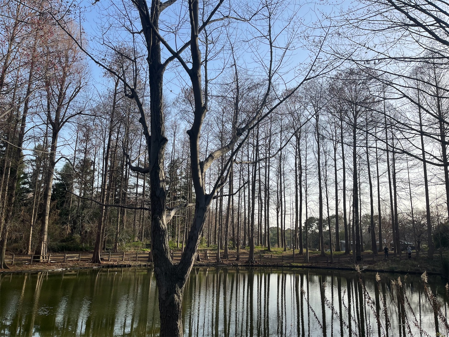 長居植物園の小池の風景