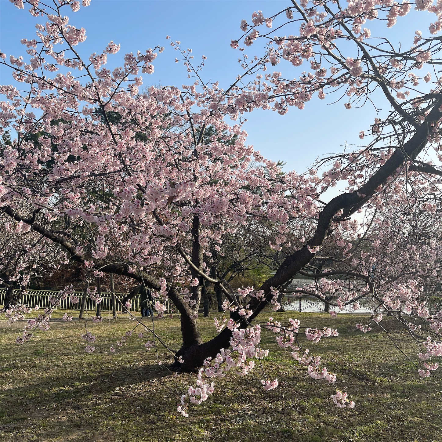 長居植物園の河津桜