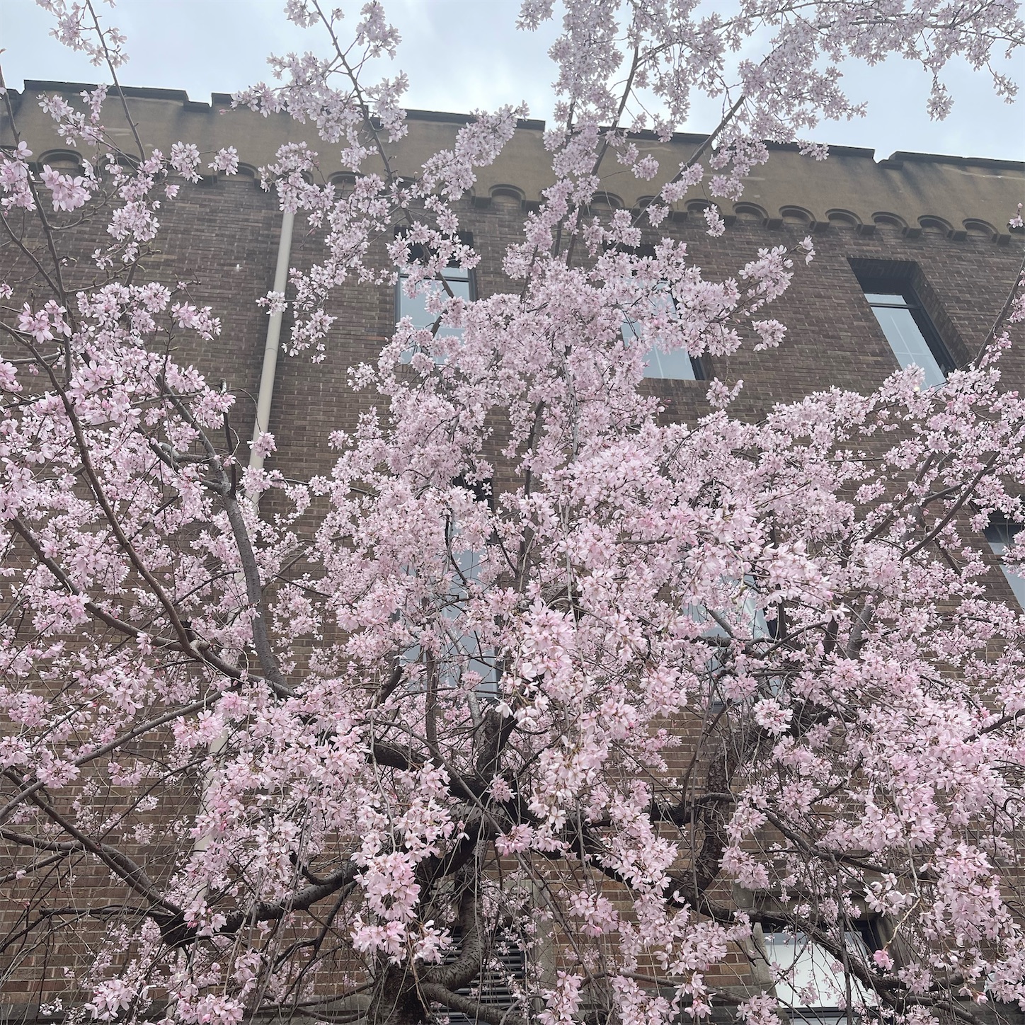 ミライザ大阪城横の桜