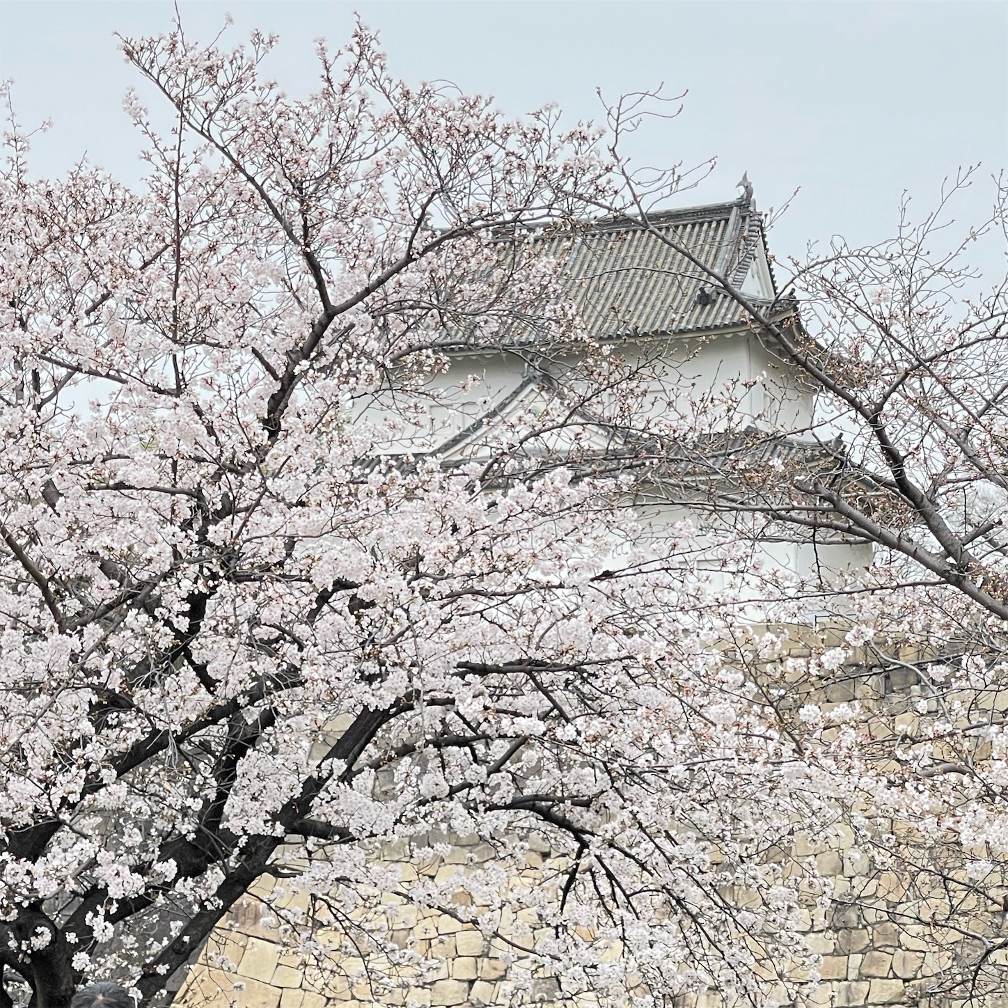 大阪城六番櫓と桜