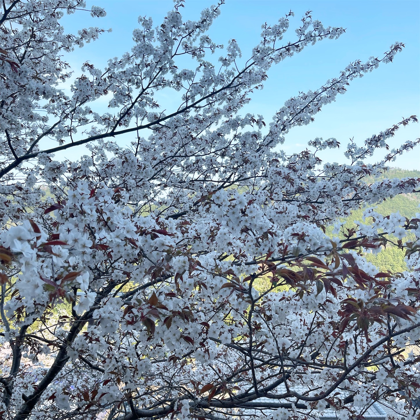 中千本の桜