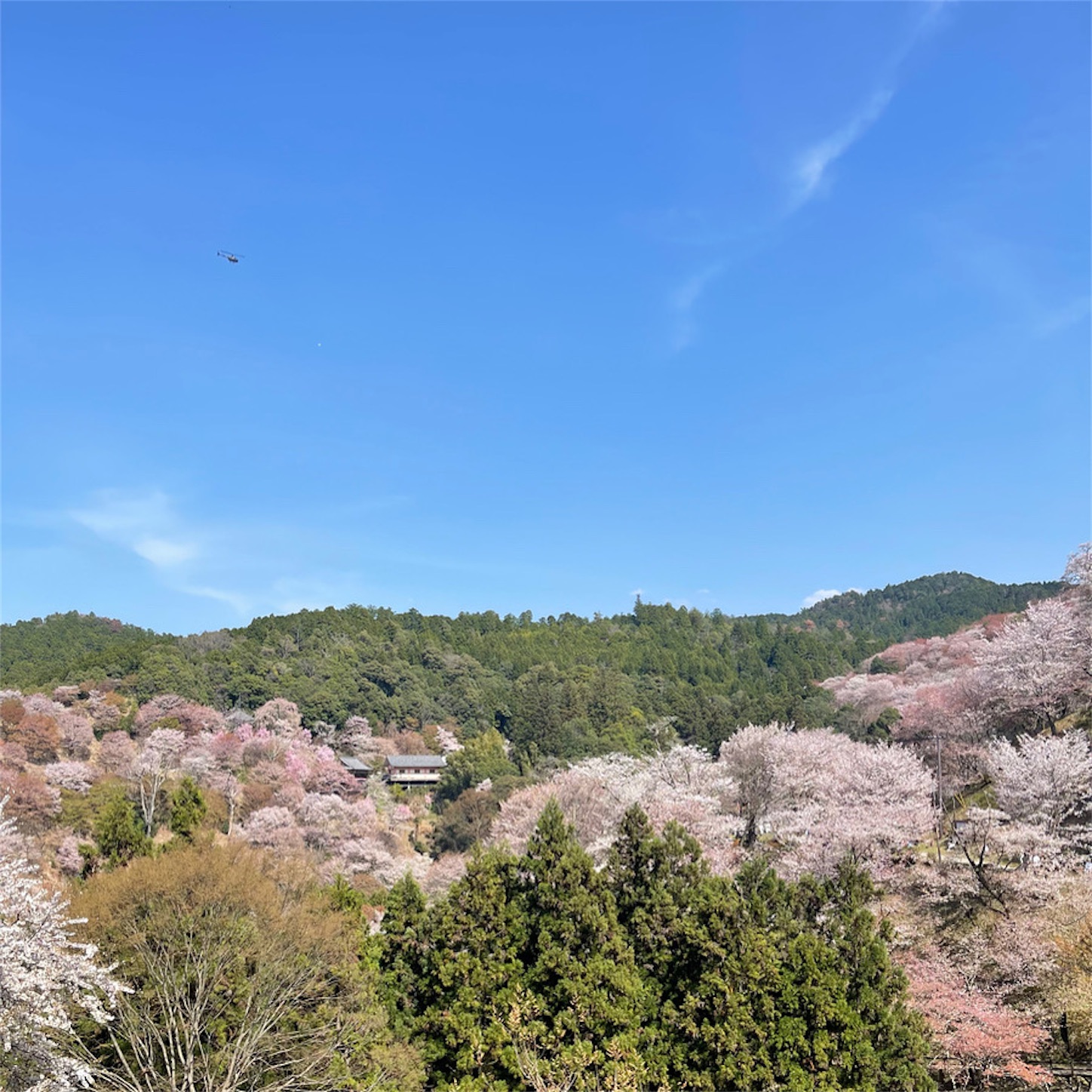 上千本の桜