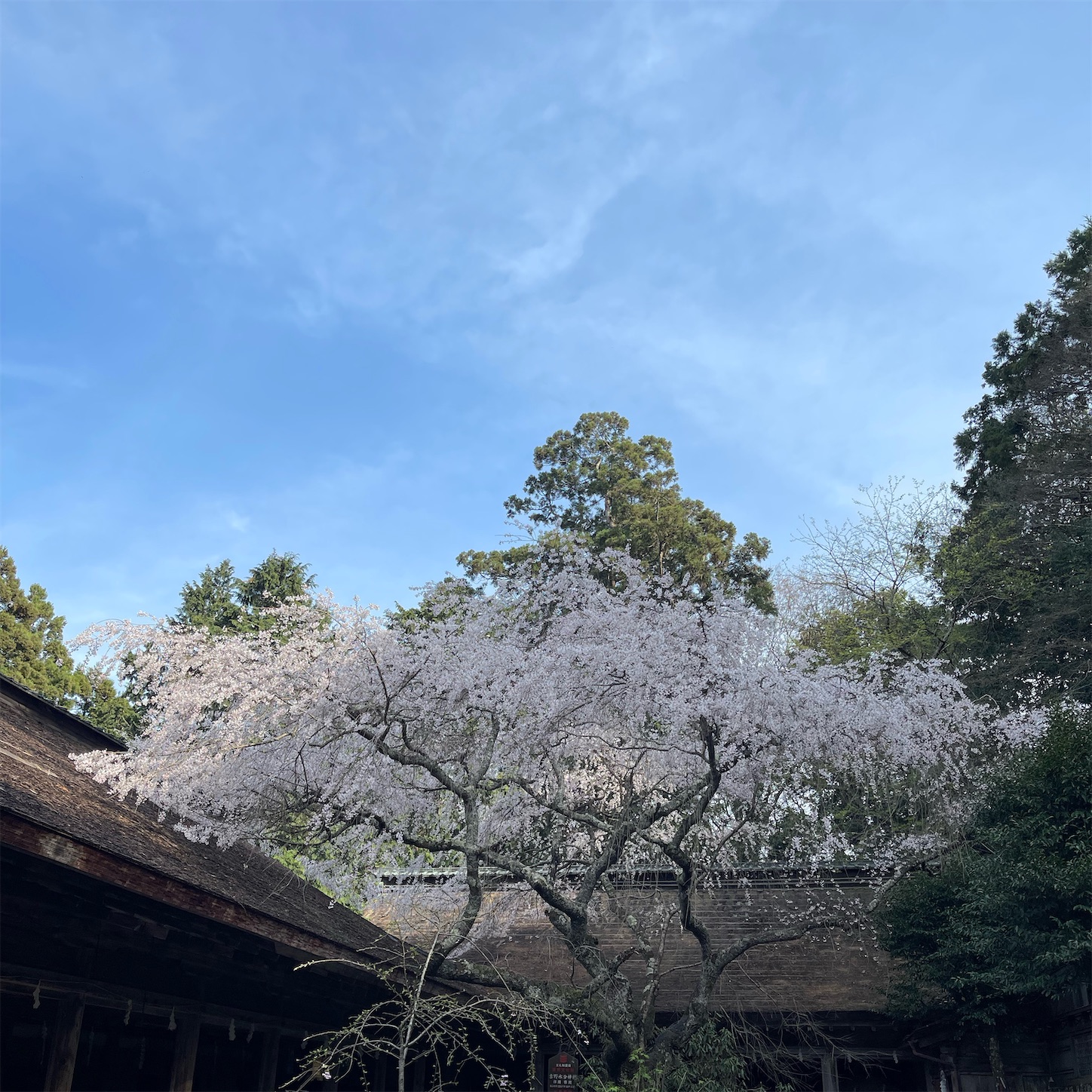 吉野水分神社の桜