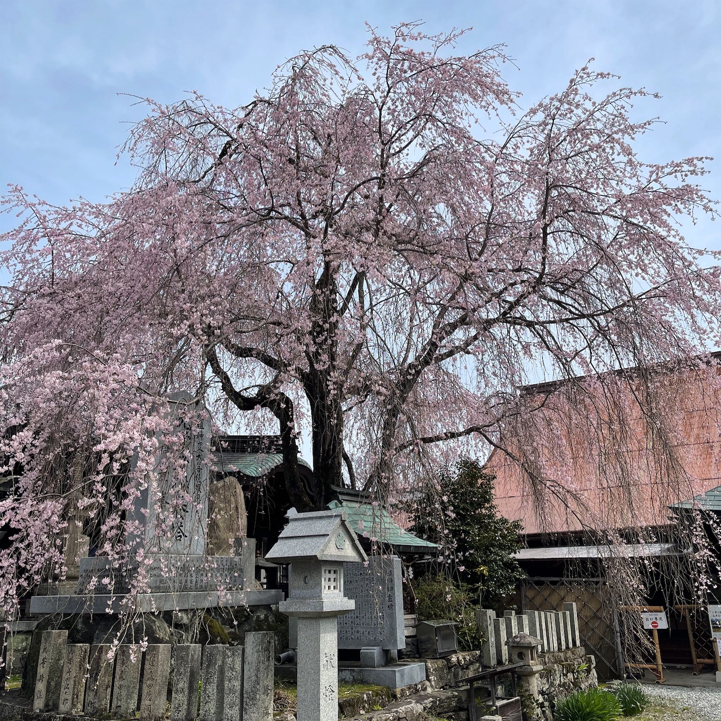 櫻本坊の枝垂れ桜