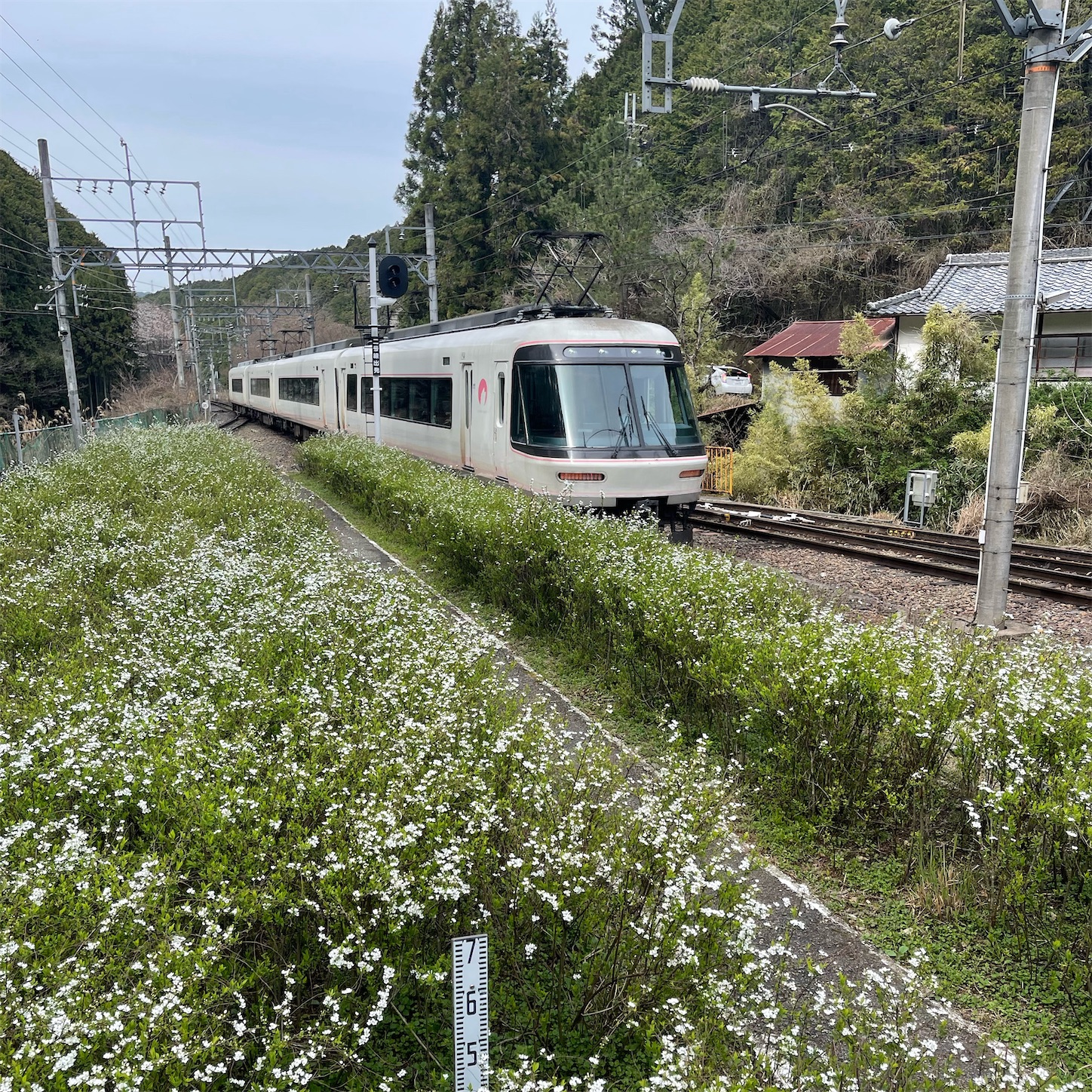ユキヤナギとさくらライナー