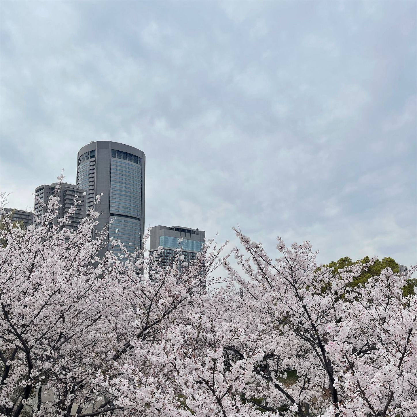 毛馬桜之宮公園の桜1