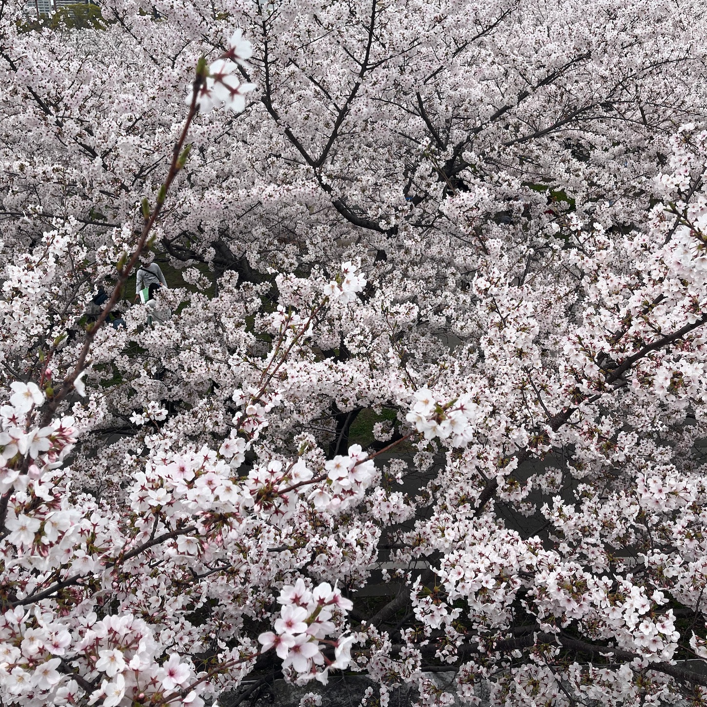 毛馬桜之宮公園の桜2
