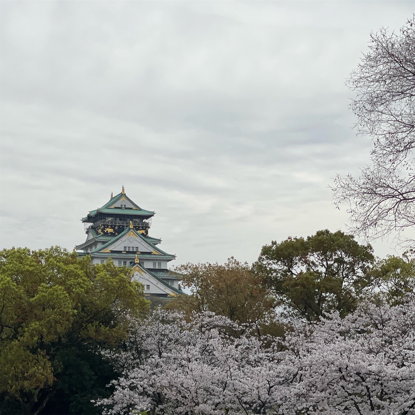大阪城天守閣と桜