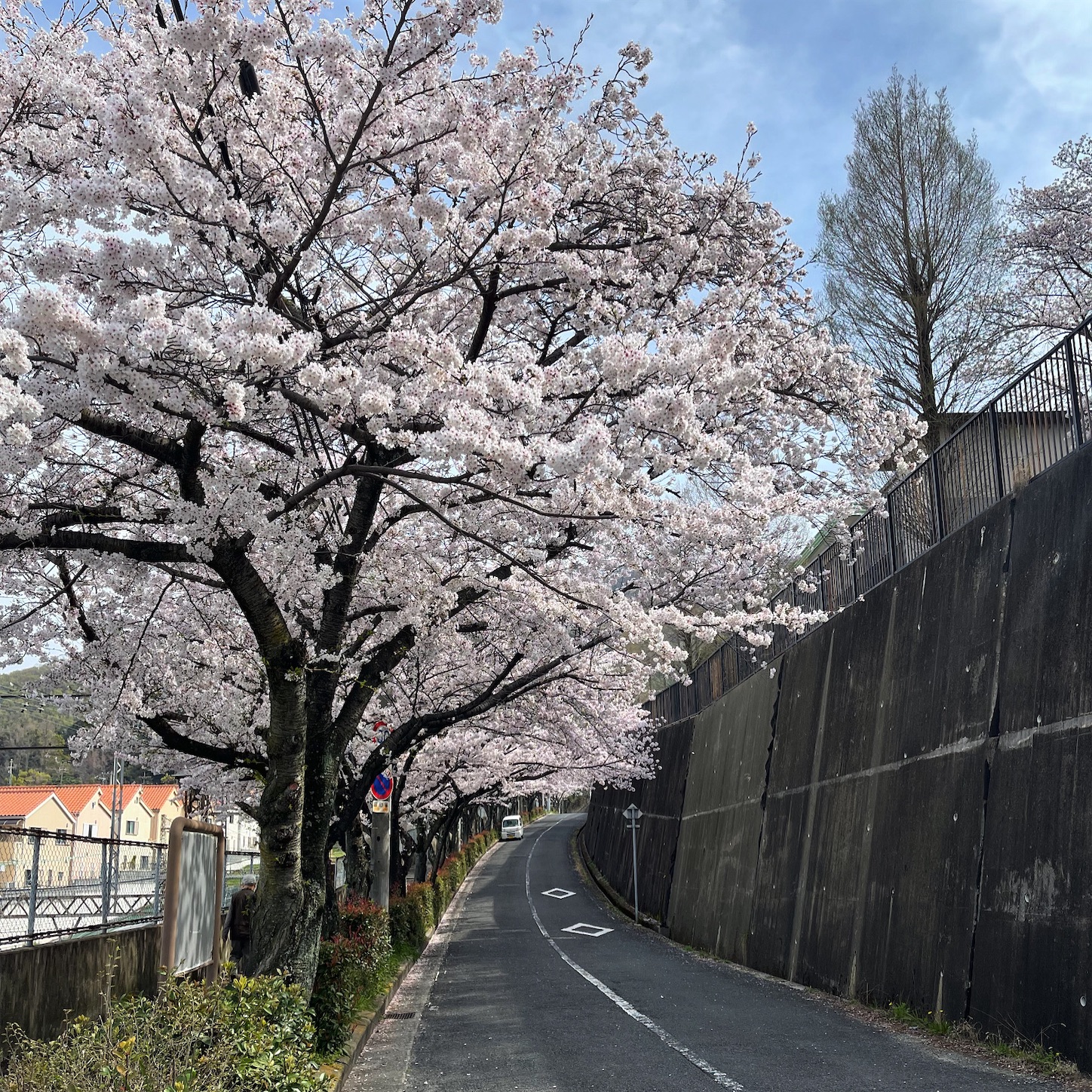 石切駅周辺の桜並木