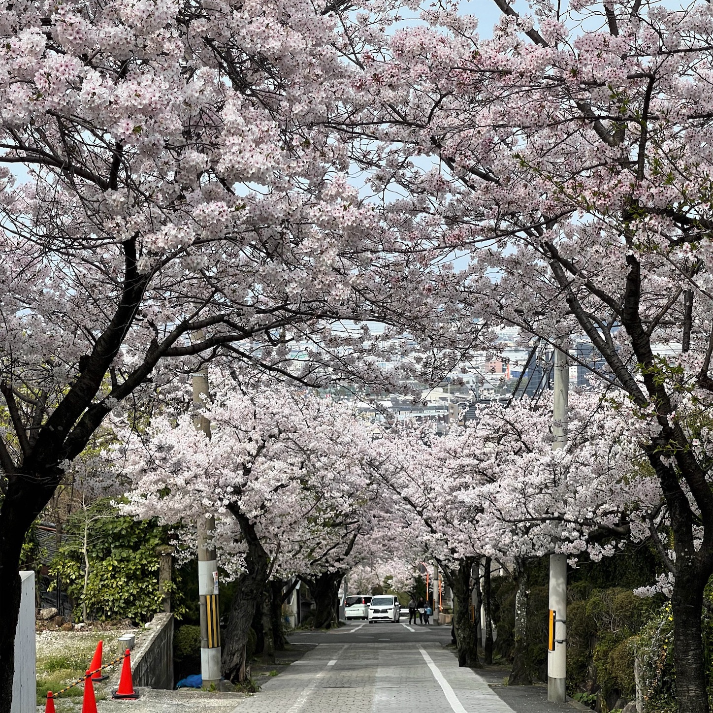 石切の桜坂