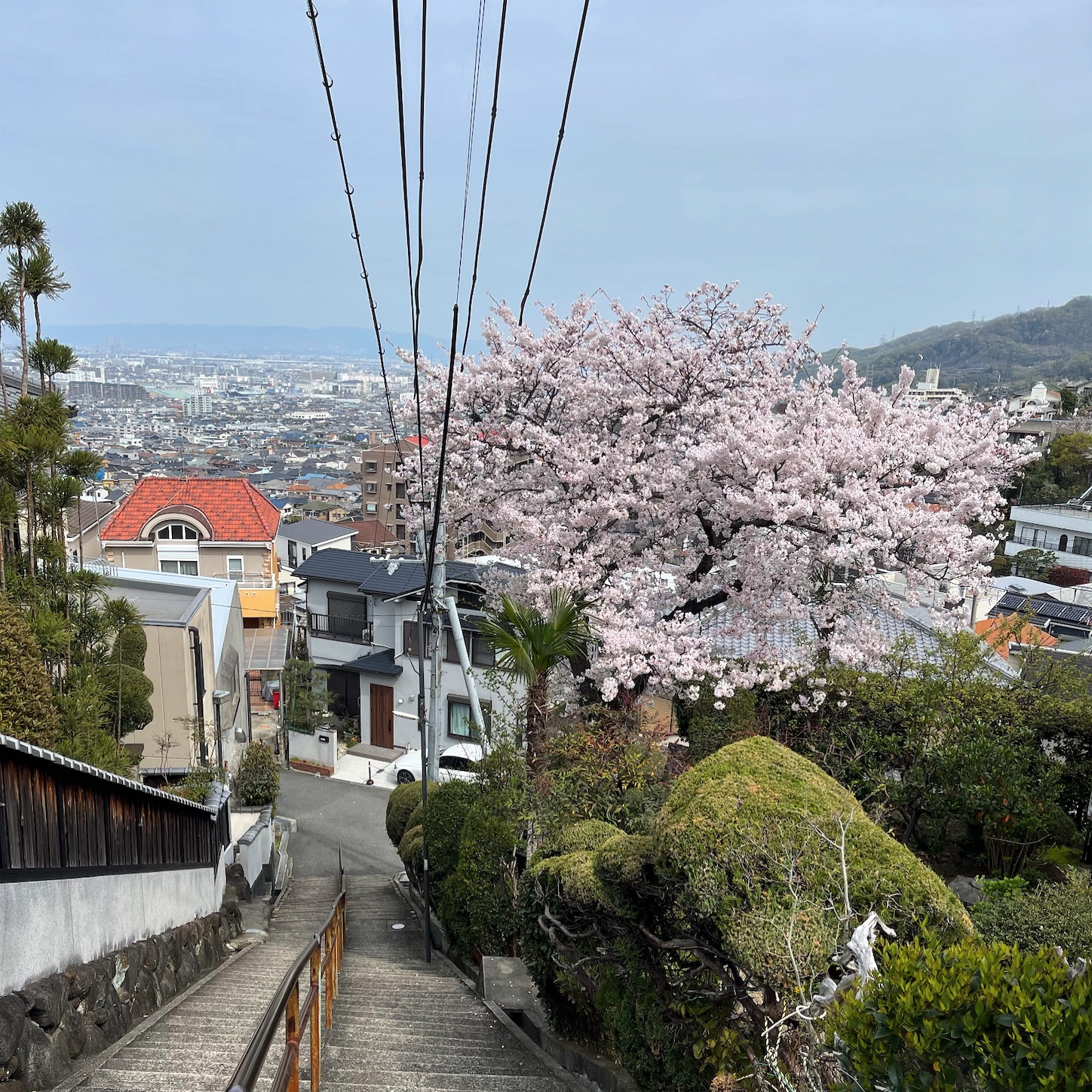 桜と大阪平野
