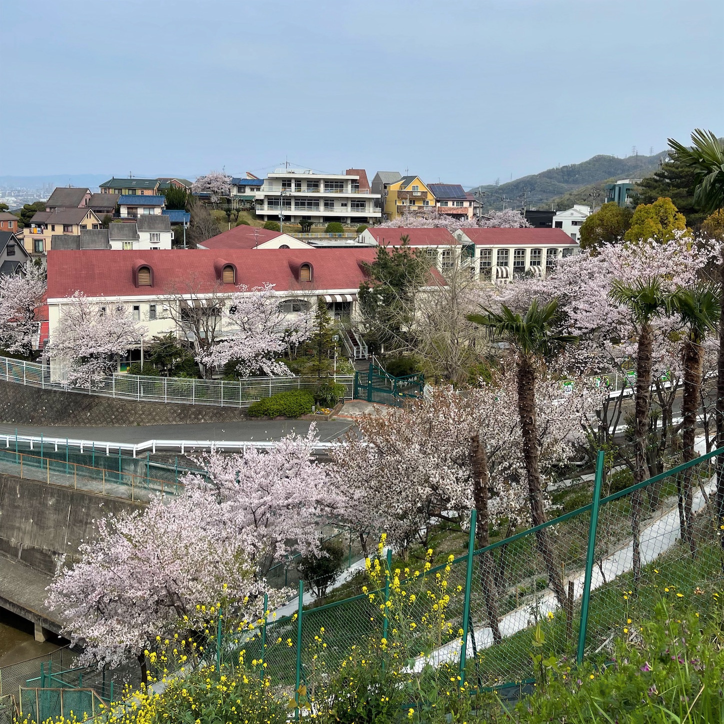 石切山手幼稚園の桜